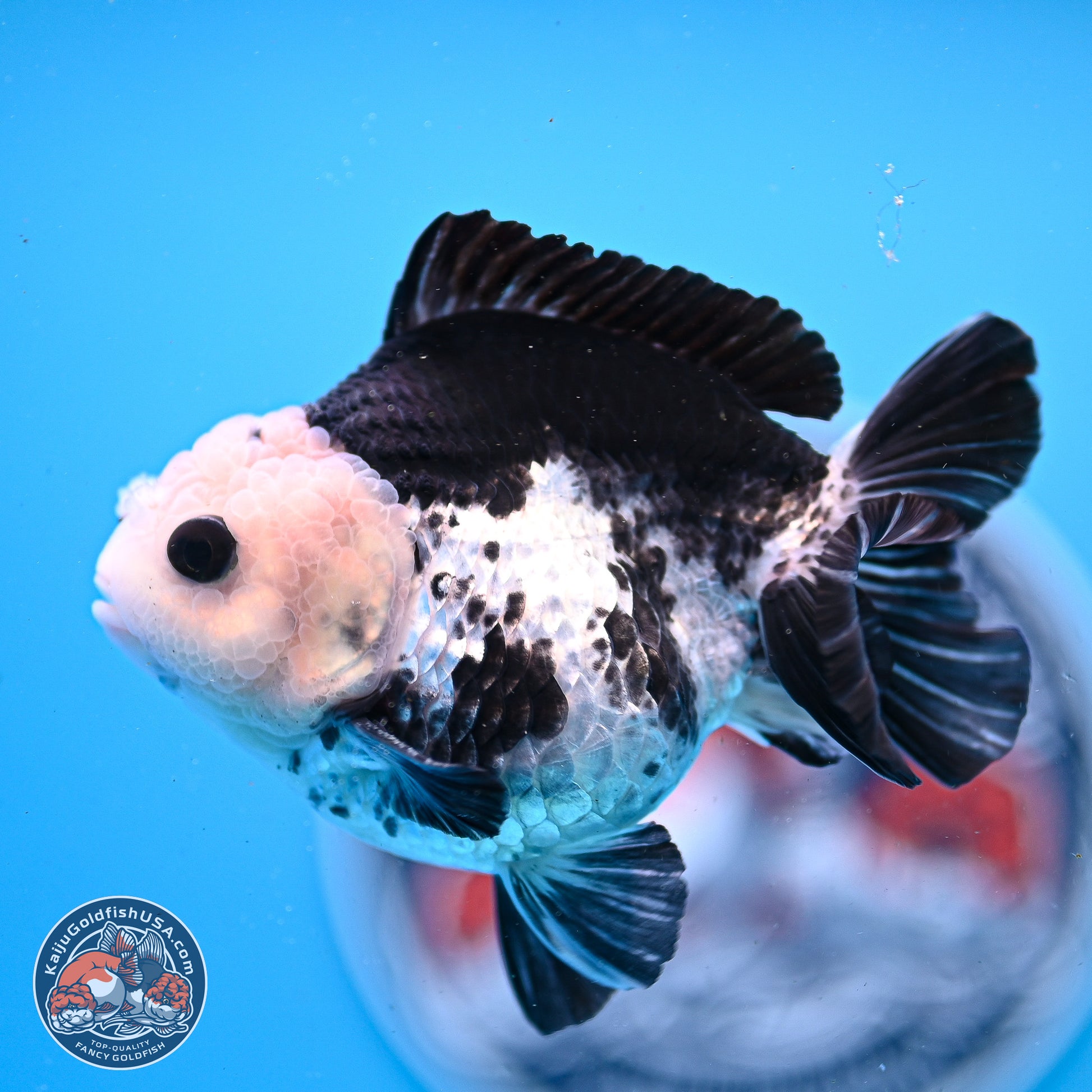 Panda YuanBao Oranda 3.5in Body (240830_OR06) - Kaiju Goldfish USA