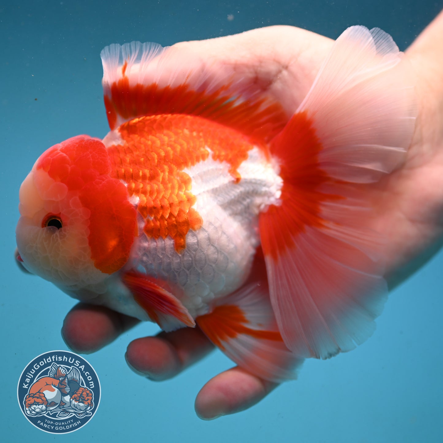 Red White Rose Tail Oranda 3.5 inch Body (251003_OR06)