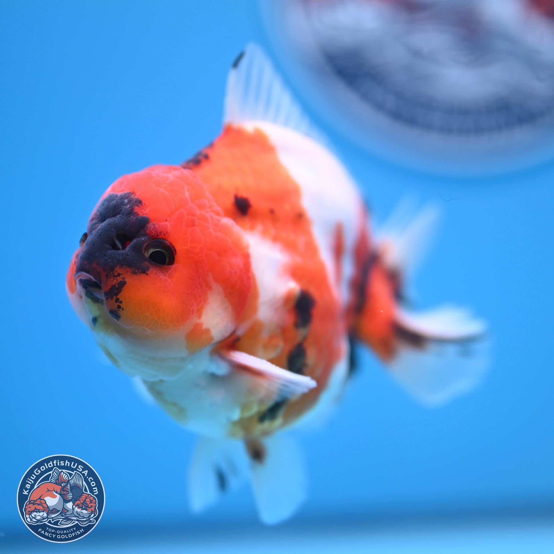 Tricolor Sakura YuanBao Oranda 3.75 inches Body - Male (241227_OR06) - Kaiju Goldfish USA