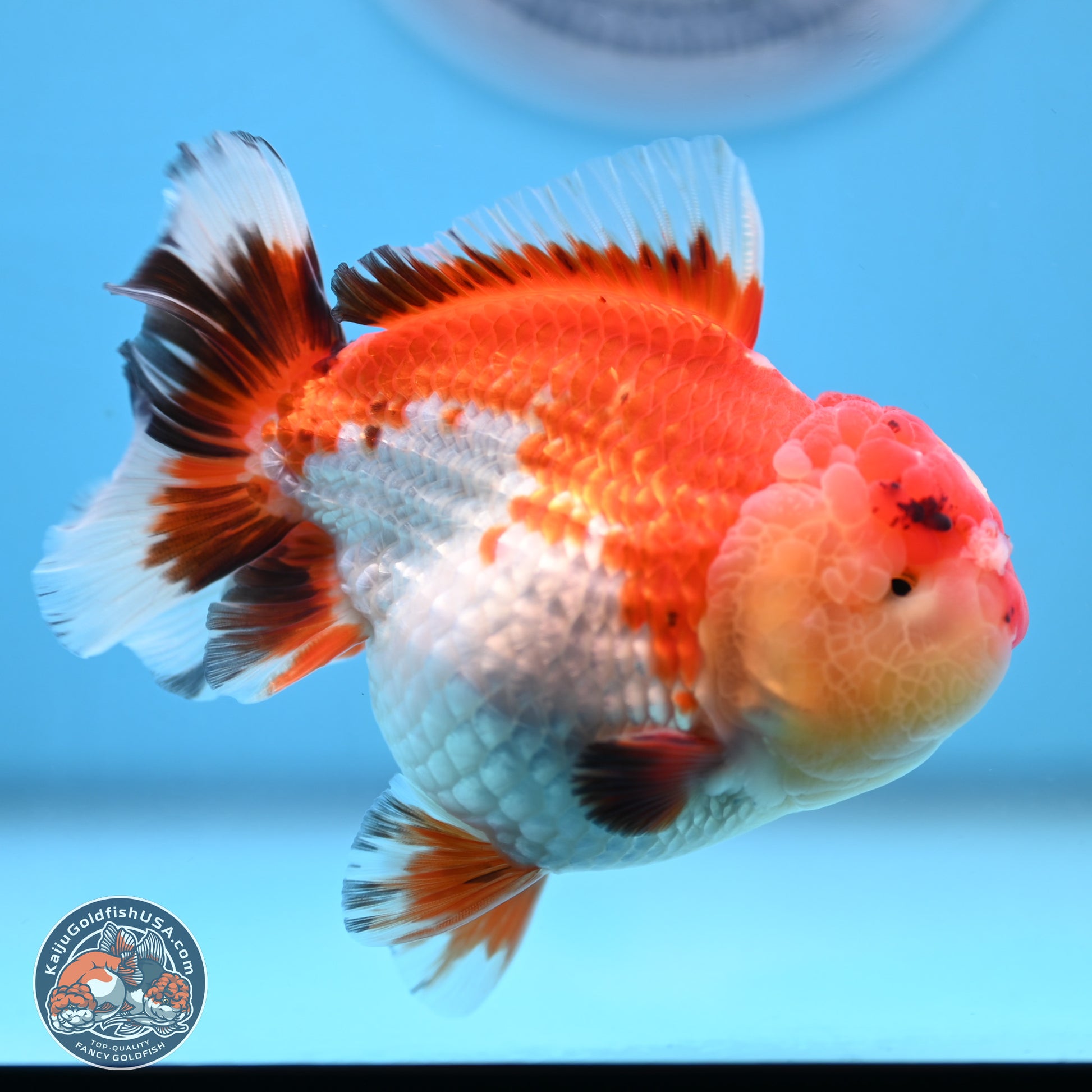 Tricolor YuanBao Oranda 3.75 inches Body - Male (250103_OR06) - Kaiju Goldfish USA