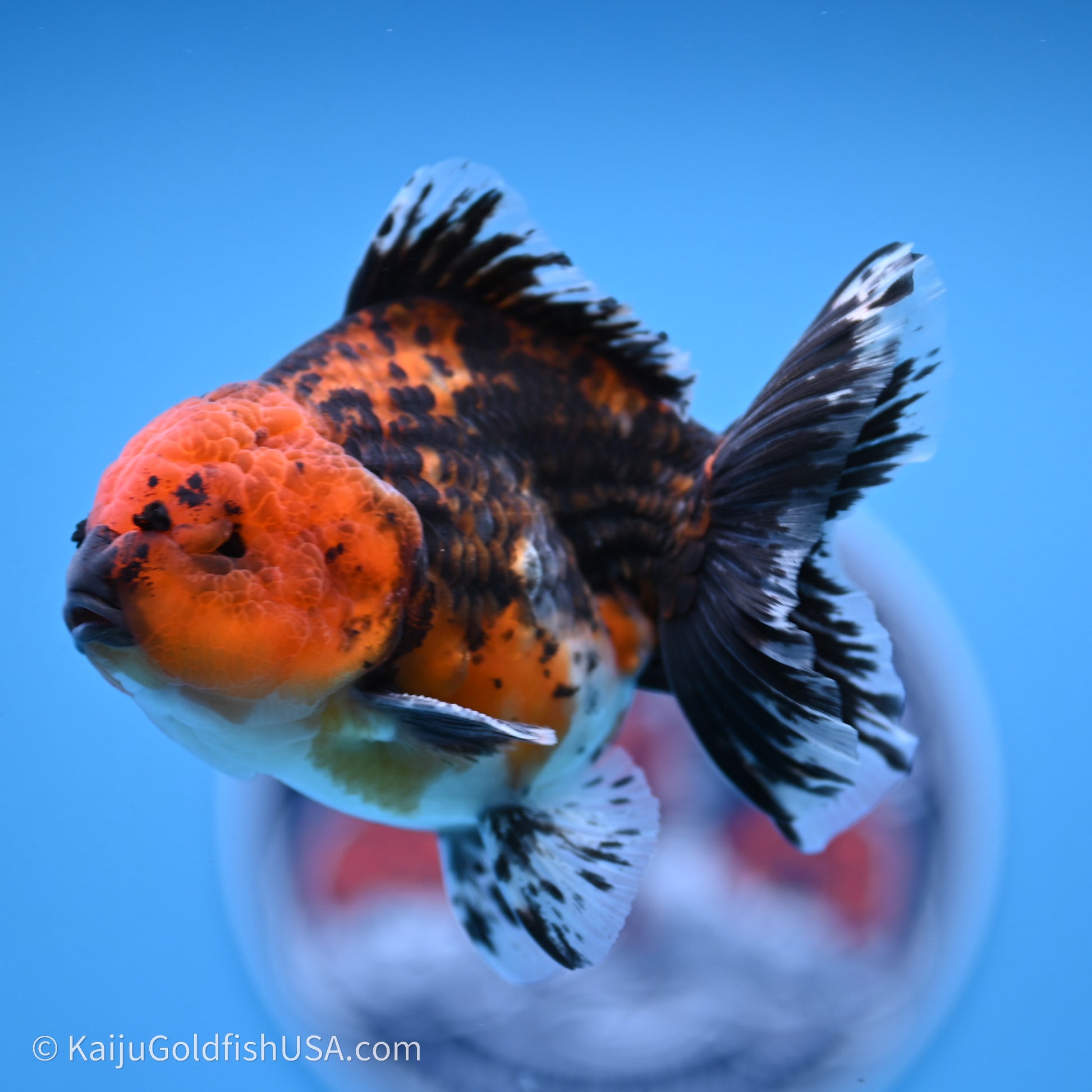 Shogun Godzilla Red Kirin Oranda 3.5in Body (240719_OR06) - Kaiju Goldfish USA