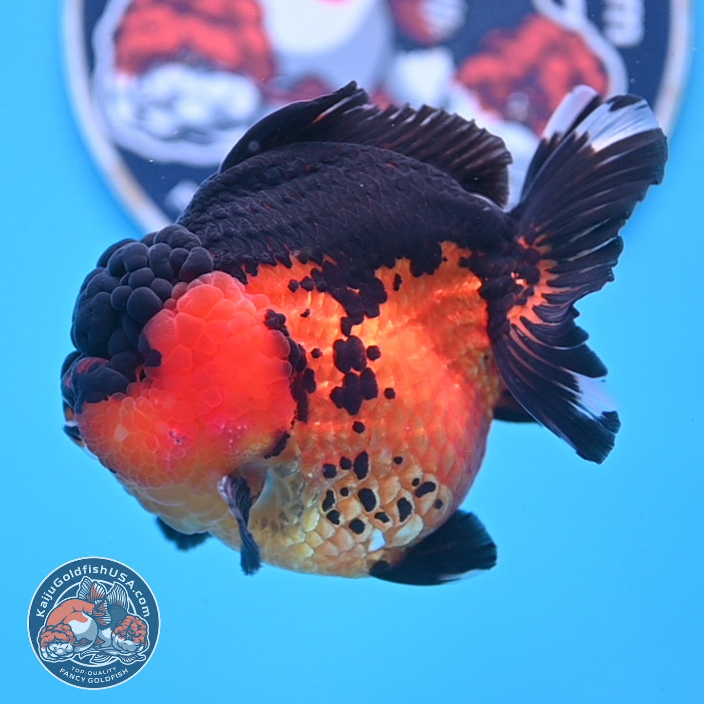 Oranda inch Body (250812_OR03)
