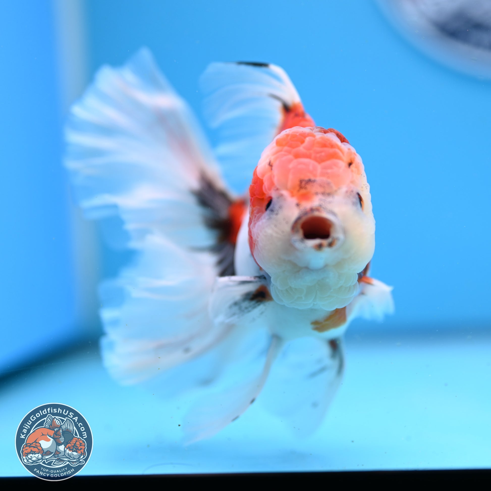 Tricolor Sakura Rose Tail Oranda 3.5in Body (240823_OR6) - Kaiju Goldfish USA