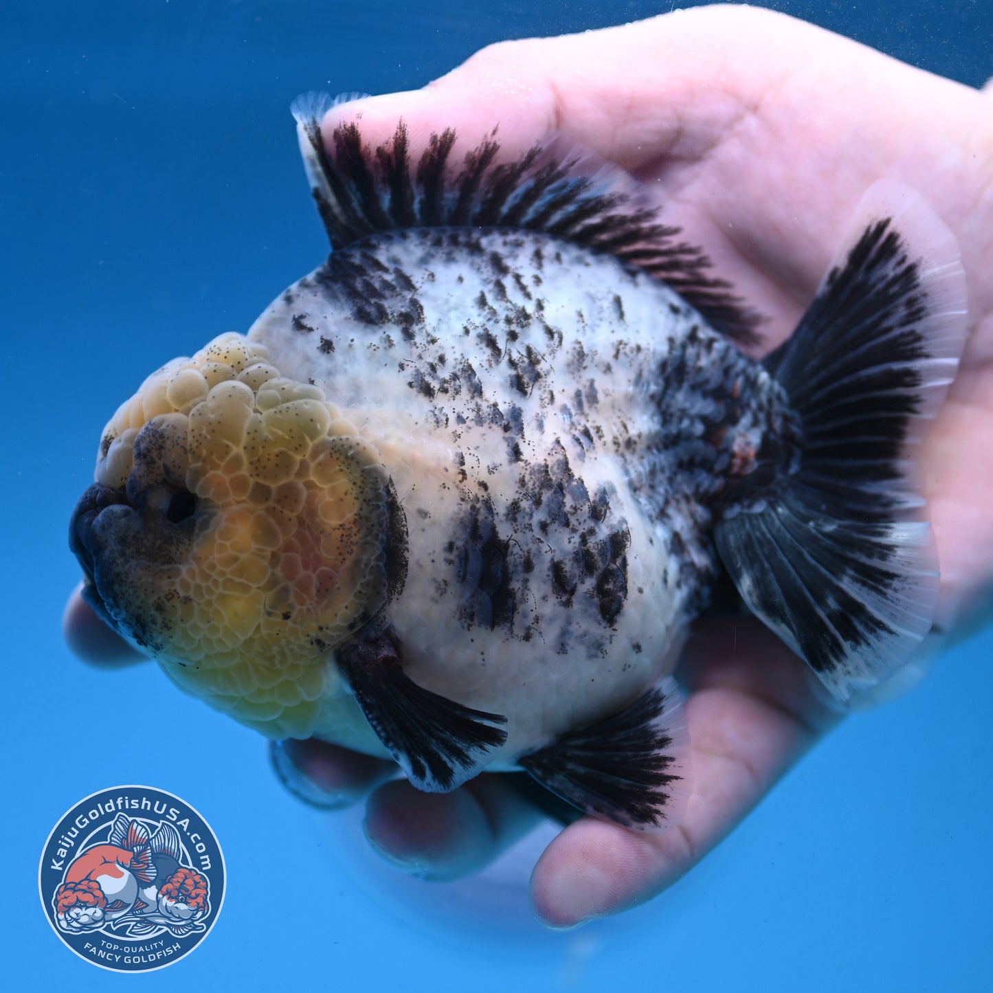 White Tiger Oranda 4 inch Body (250926_OR06)