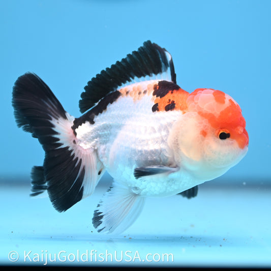 Tricolor Oranda 3in body (240726_OR06) - Kaiju Goldfish USA