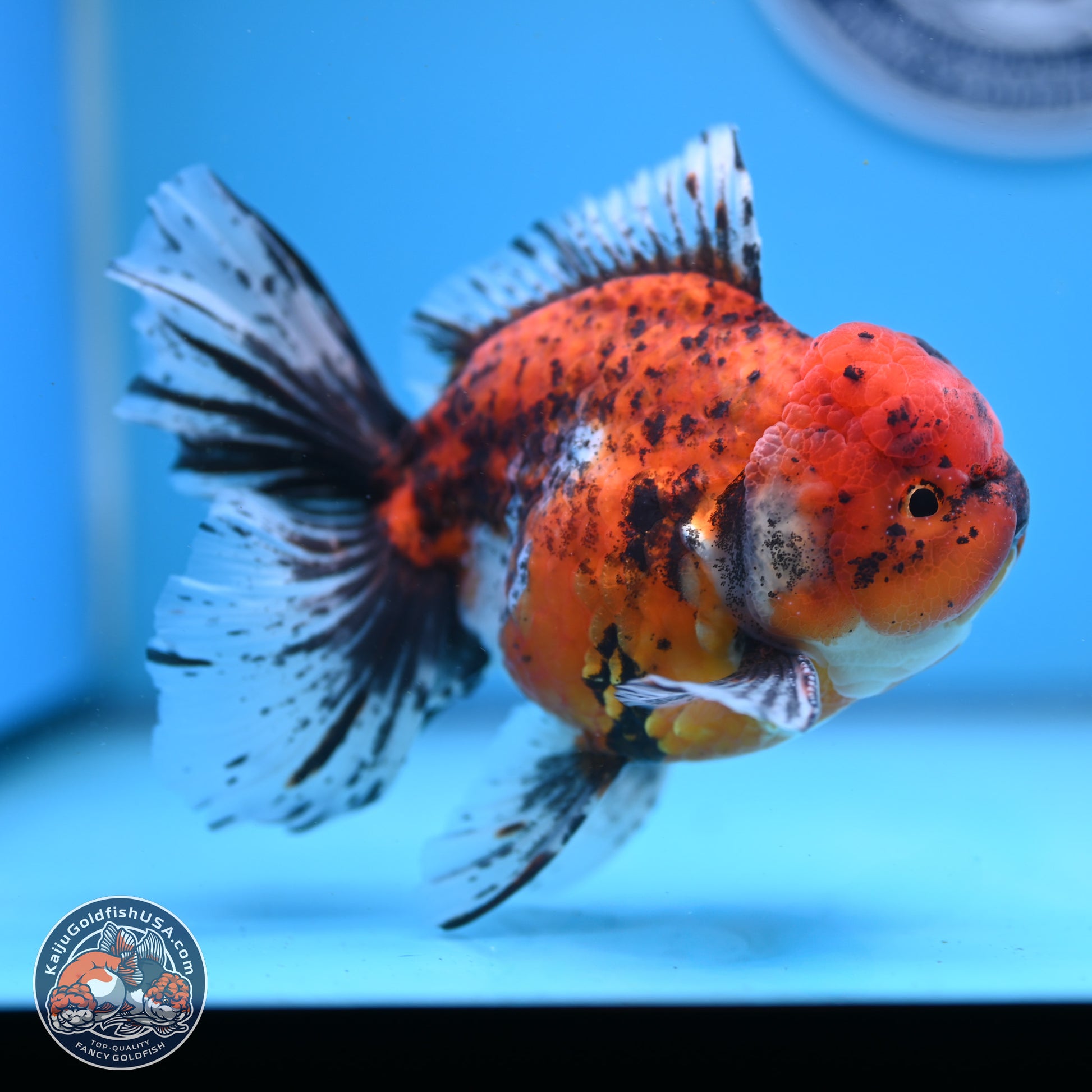 Tricolor Tiger Rose Tail Oranda 6 inches - Male (241122_OR06) - Kaiju Goldfish USA