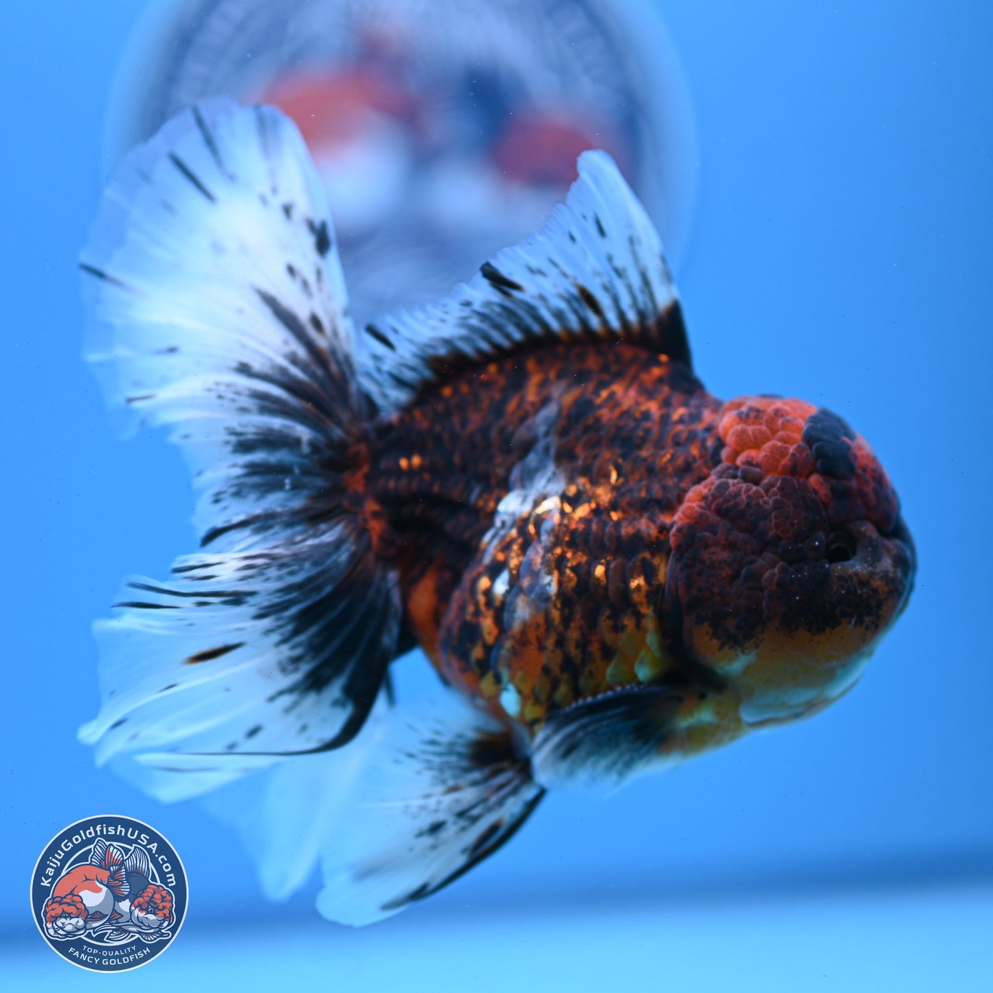 Red Kirin Rose Tail Oranda 4-6 inches (240920_OR06) - Kaiju Goldfish USA