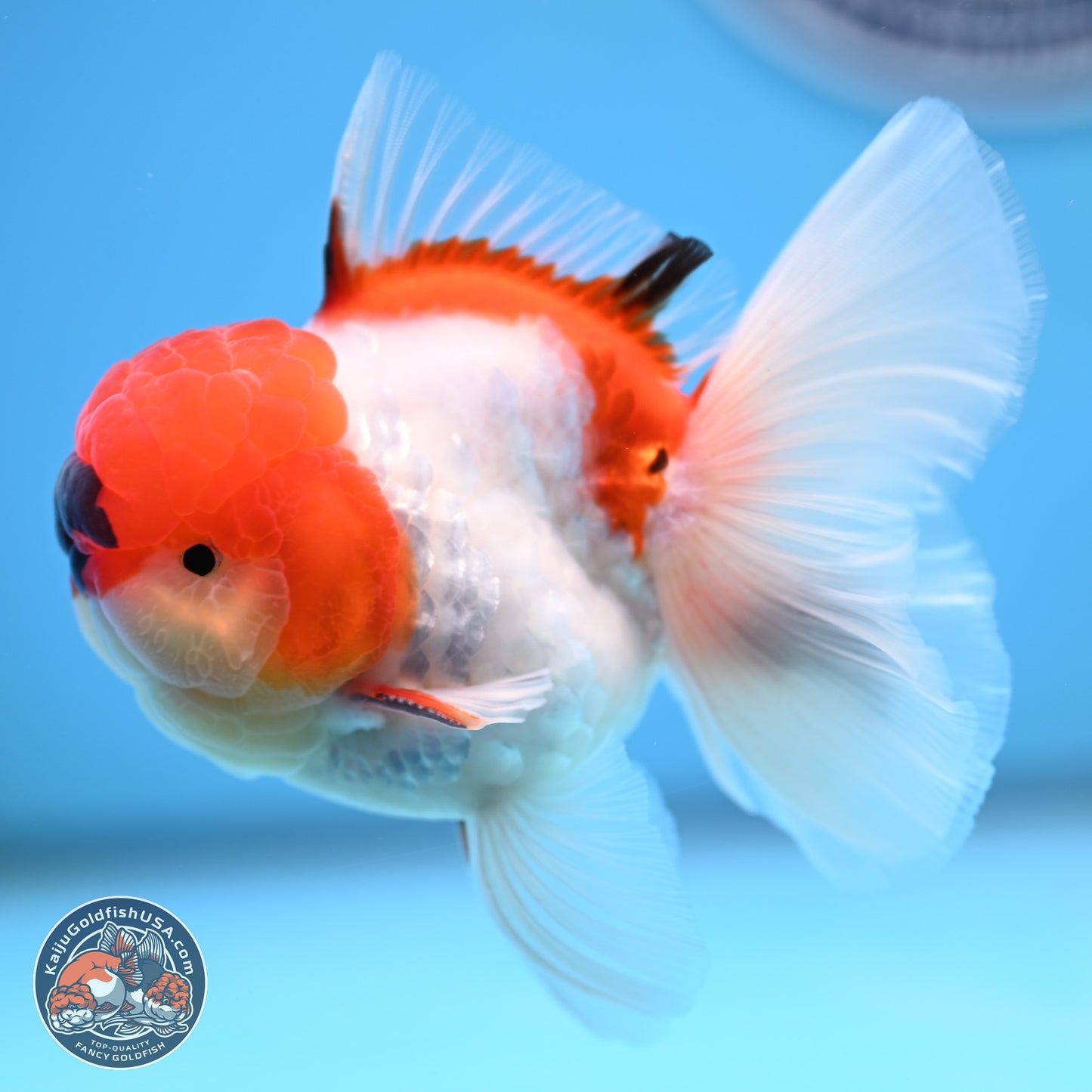 Tricolor Sakura Rose Tail Oranda 3 inches Body - Male (250314_OR06)