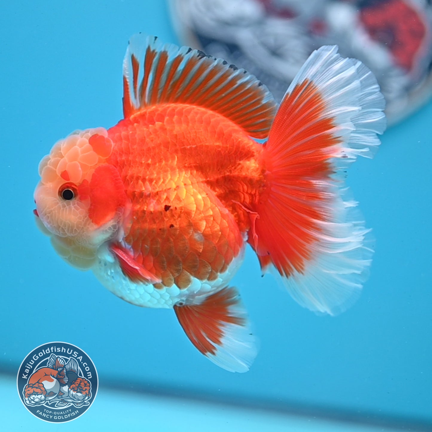 Jade Head Red White Rose Tail Oranda 3.5 inches Body (250509_OR06)
