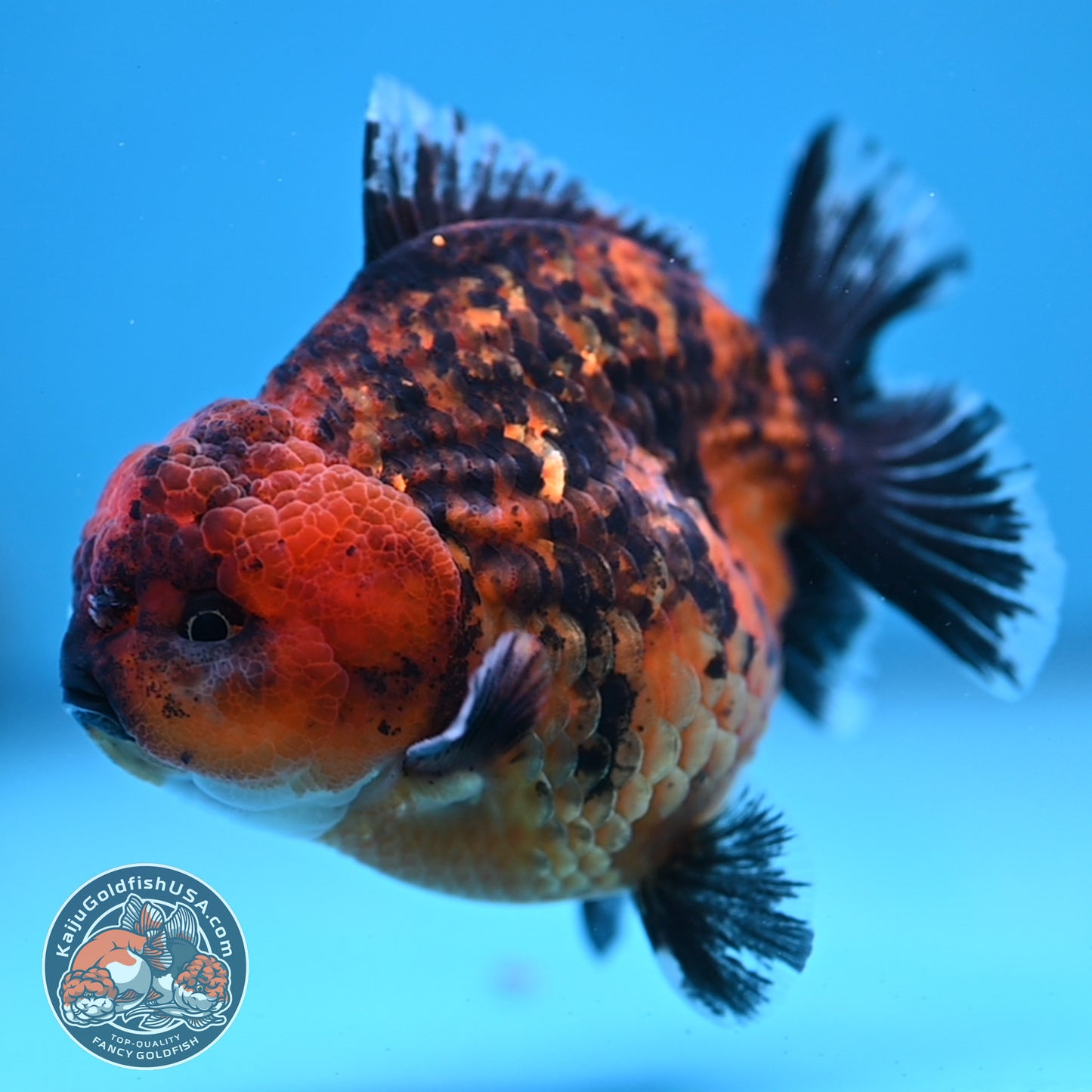 Shogun Tiger Oranda 3.5 inches Body (250606_OR06)