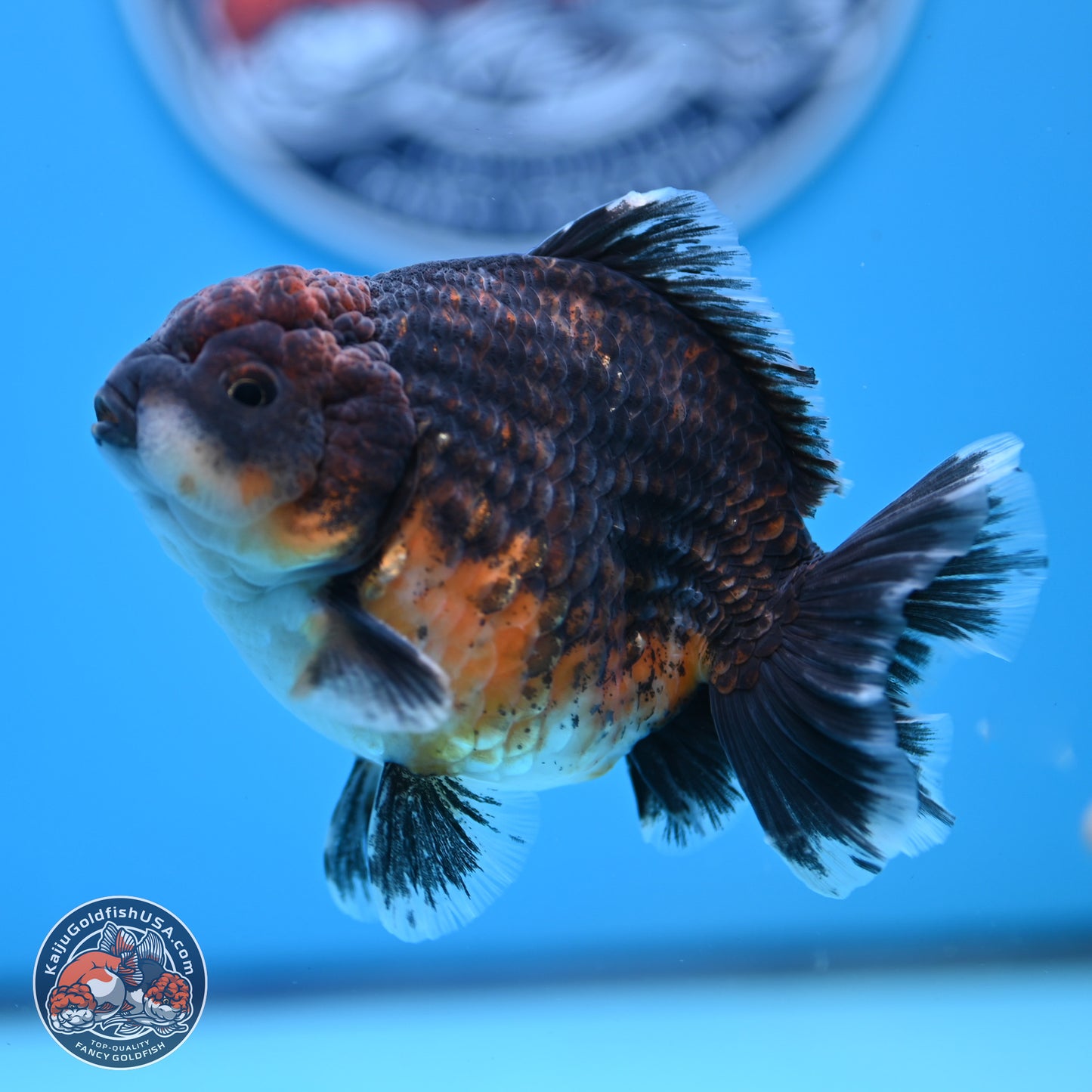 Shogun Kirin Oranda 4-4.5 inches (241004_OR06) - Kaiju Goldfish USA