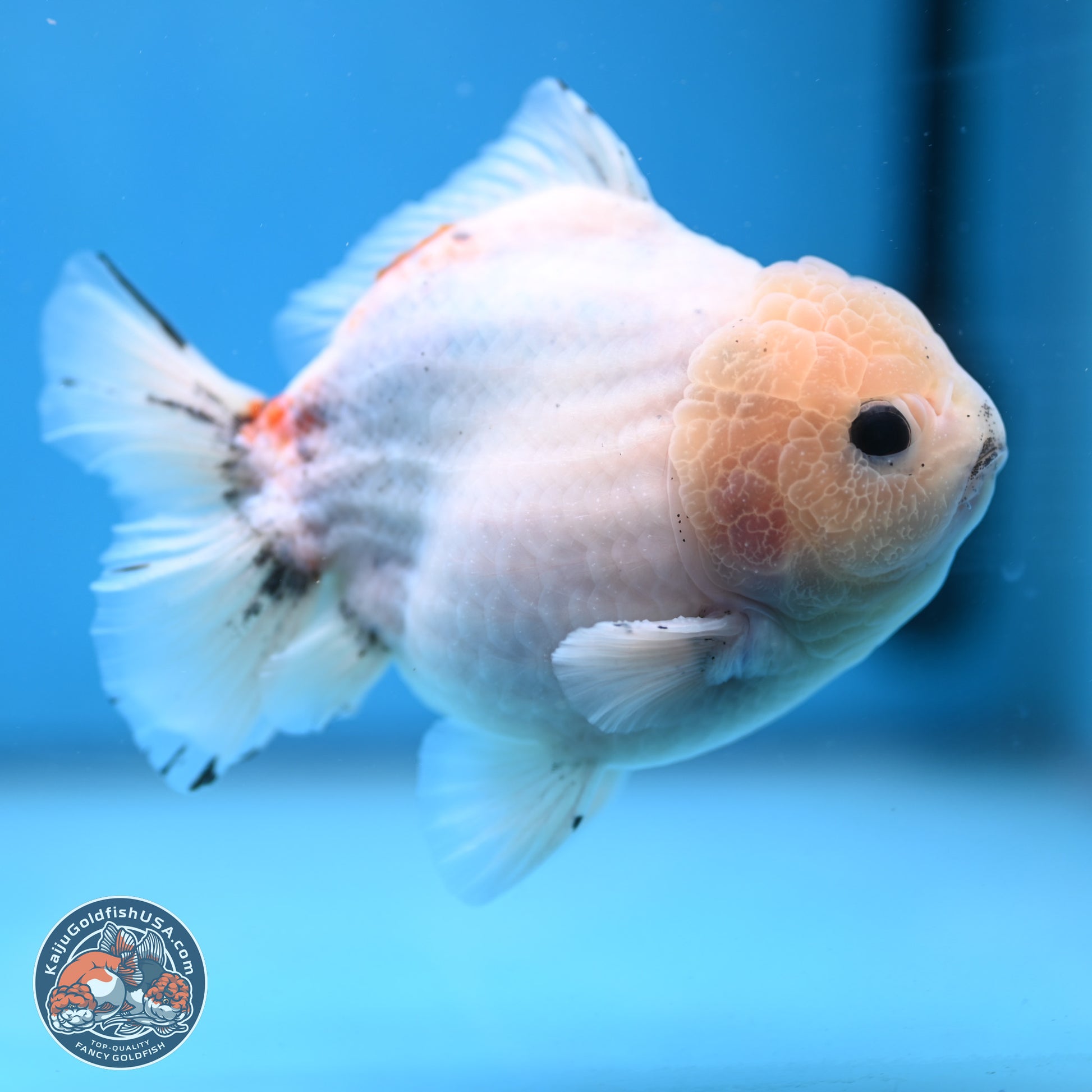 Calico YuanBao Oranda 5 inches - Male (241115_OR06) - Kaiju Goldfish USA