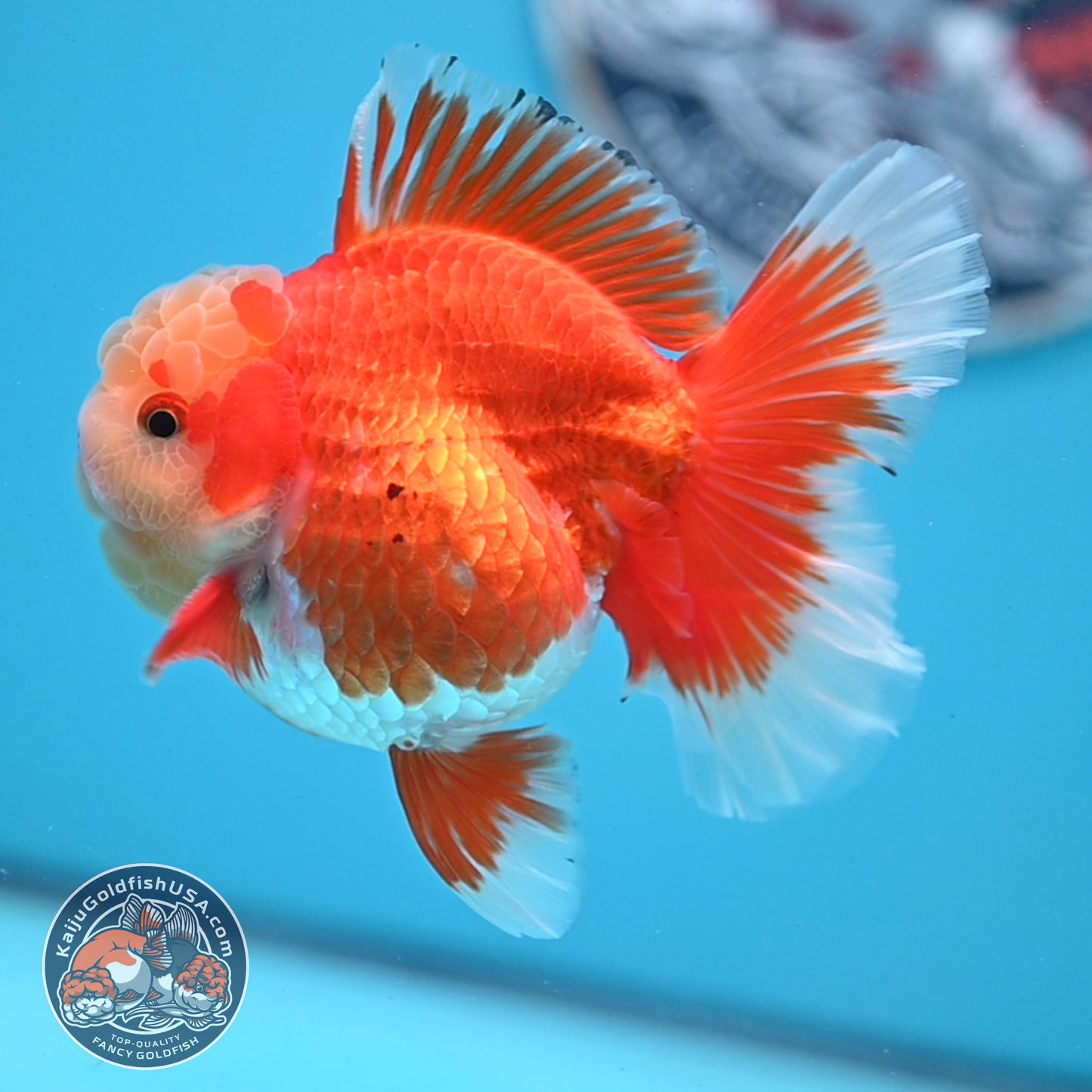 Jade Head Red White Rose Tail Oranda 3.5 inches Body (250509_OR06)