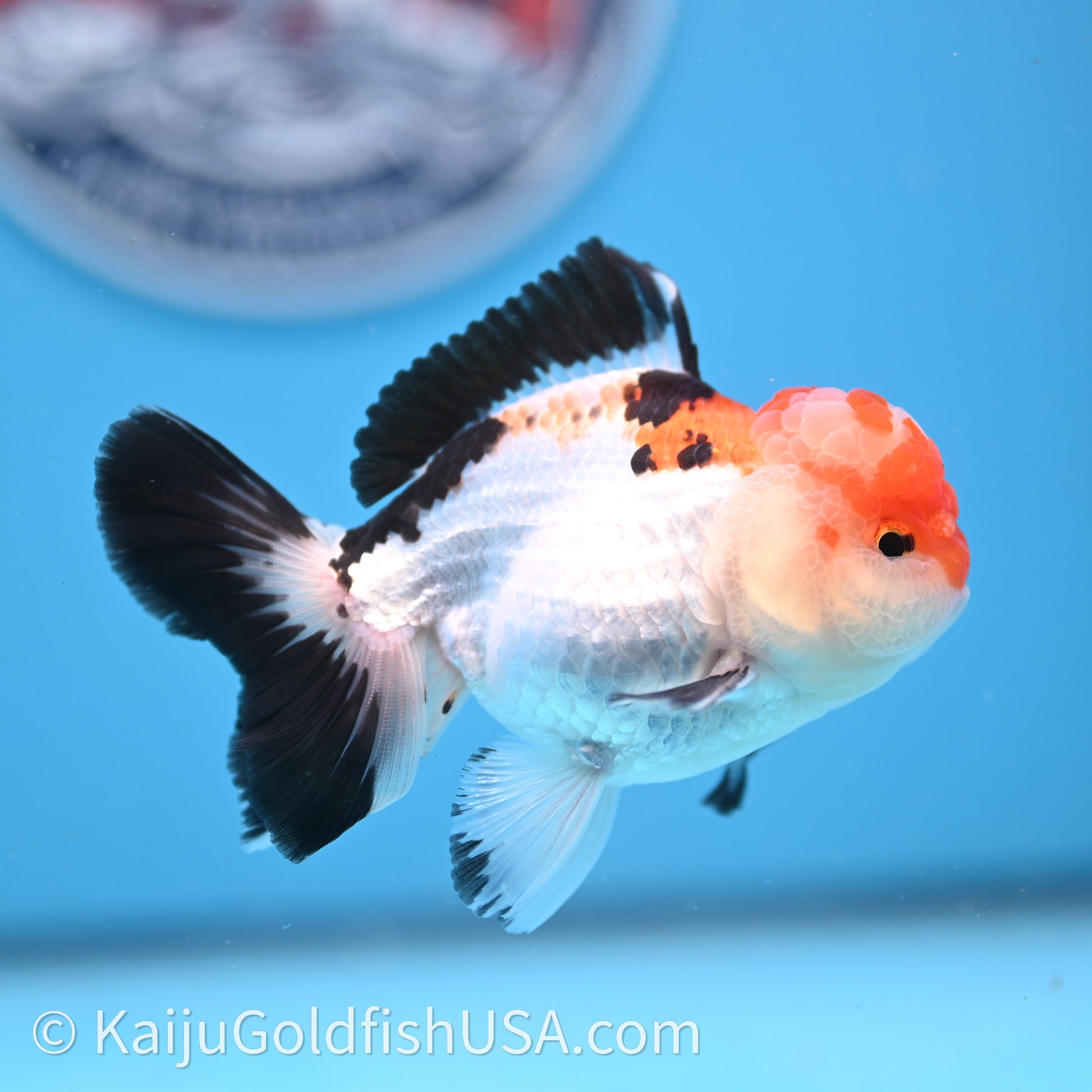 Tricolor Oranda 3in body (240726_OR06) - Kaiju Goldfish USA