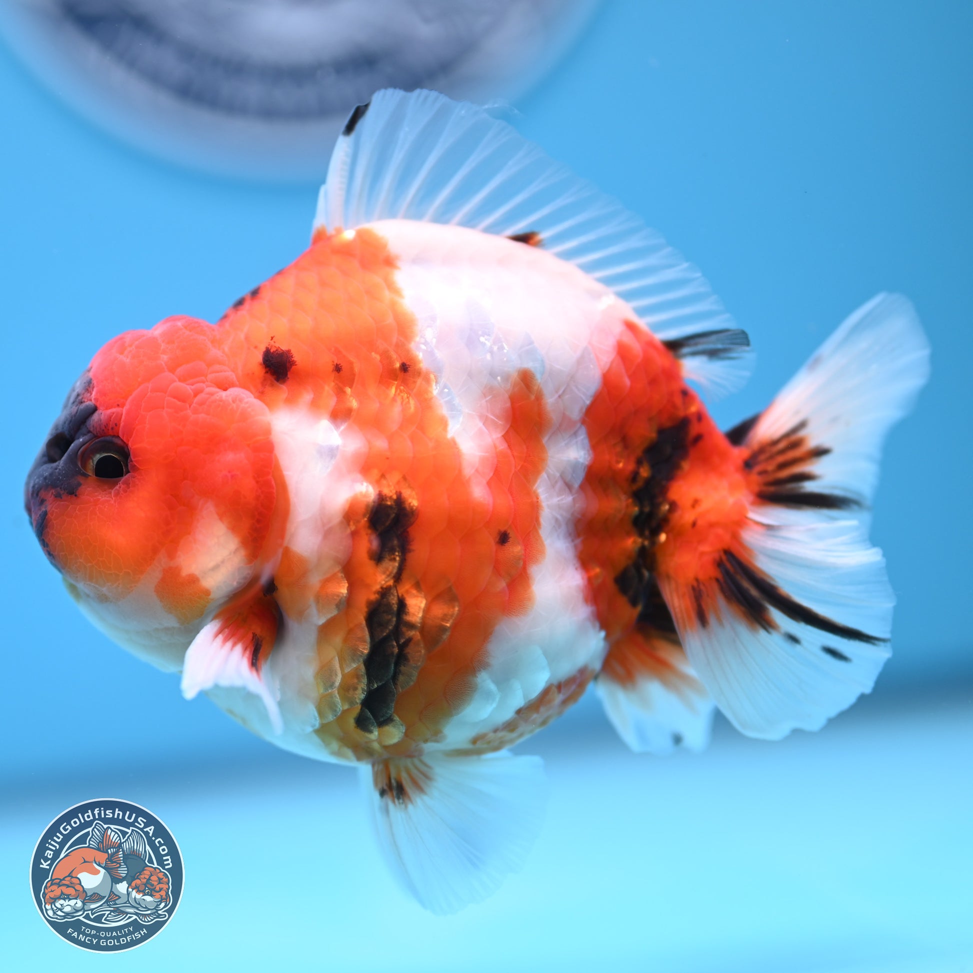 Tricolor Sakura YuanBao Oranda 3.75 inches Body - Male (241227_OR06) - Kaiju Goldfish USA