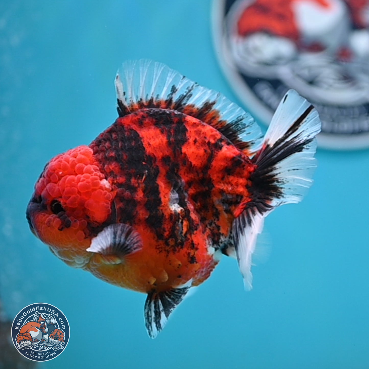 Tiger YuanBao Oranda 4 inches Body - Male (250404_OR06)