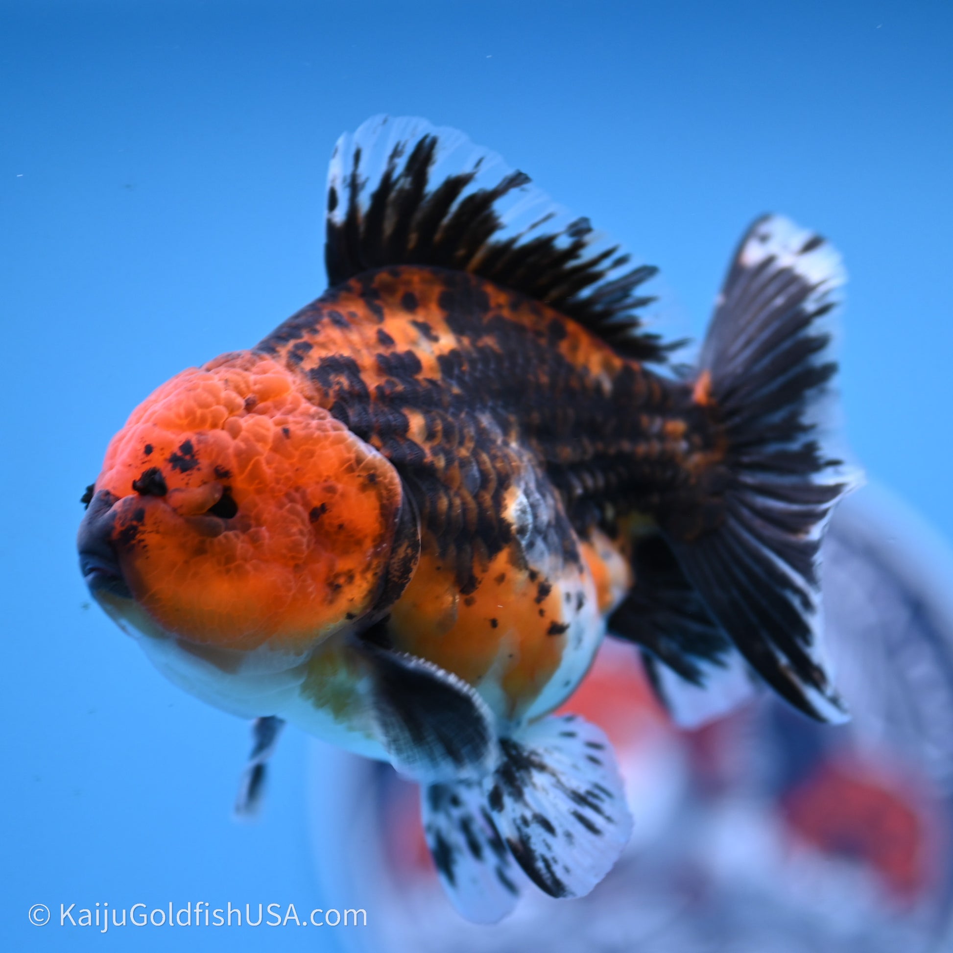 Shogun Godzilla Red Kirin Oranda 3.5in Body (240719_OR06) - Kaiju Goldfish USA