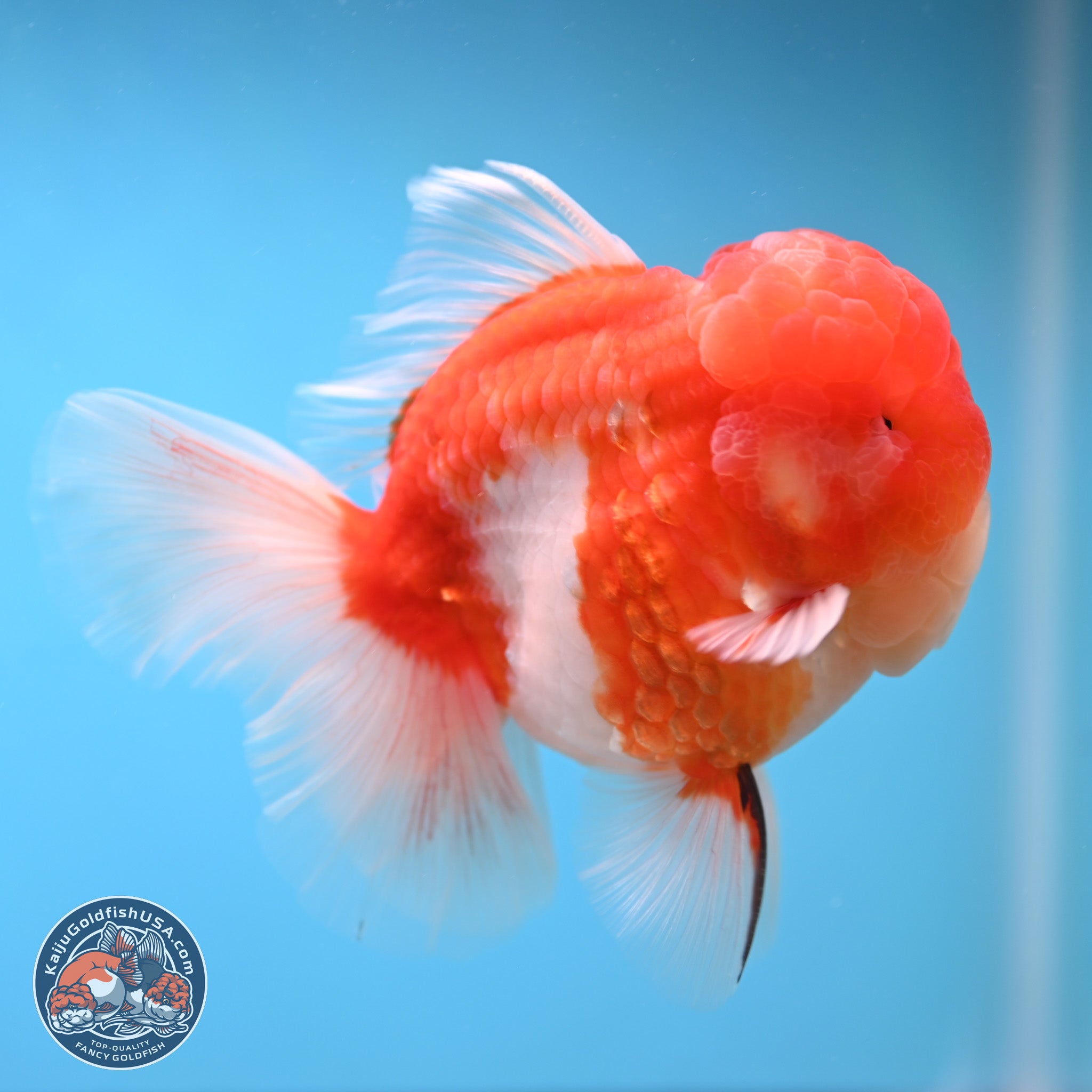 Sakura Rose Tail Oranda Goldfish for Sale | Kaiju Goldfish USA