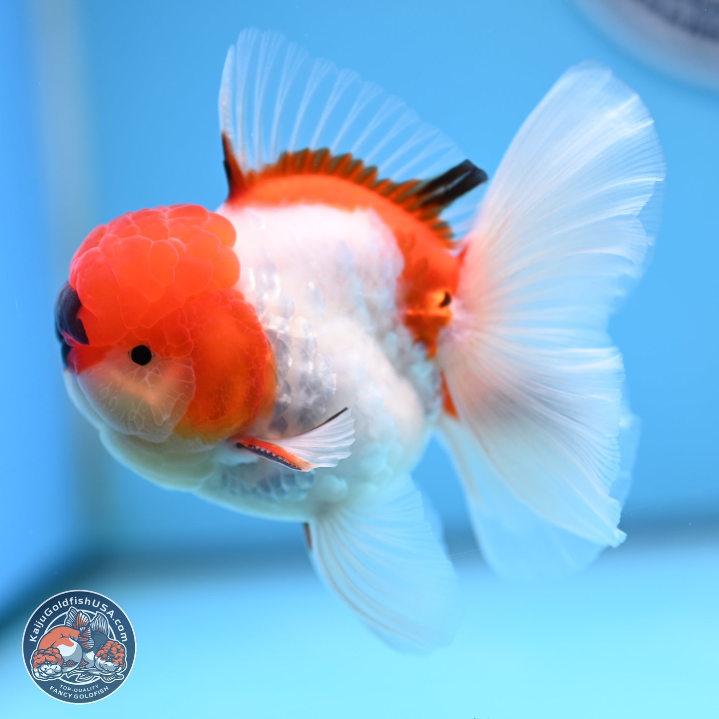 Tricolor Sakura Rose Tail Oranda 3 inches Body - Male (250314_OR06)