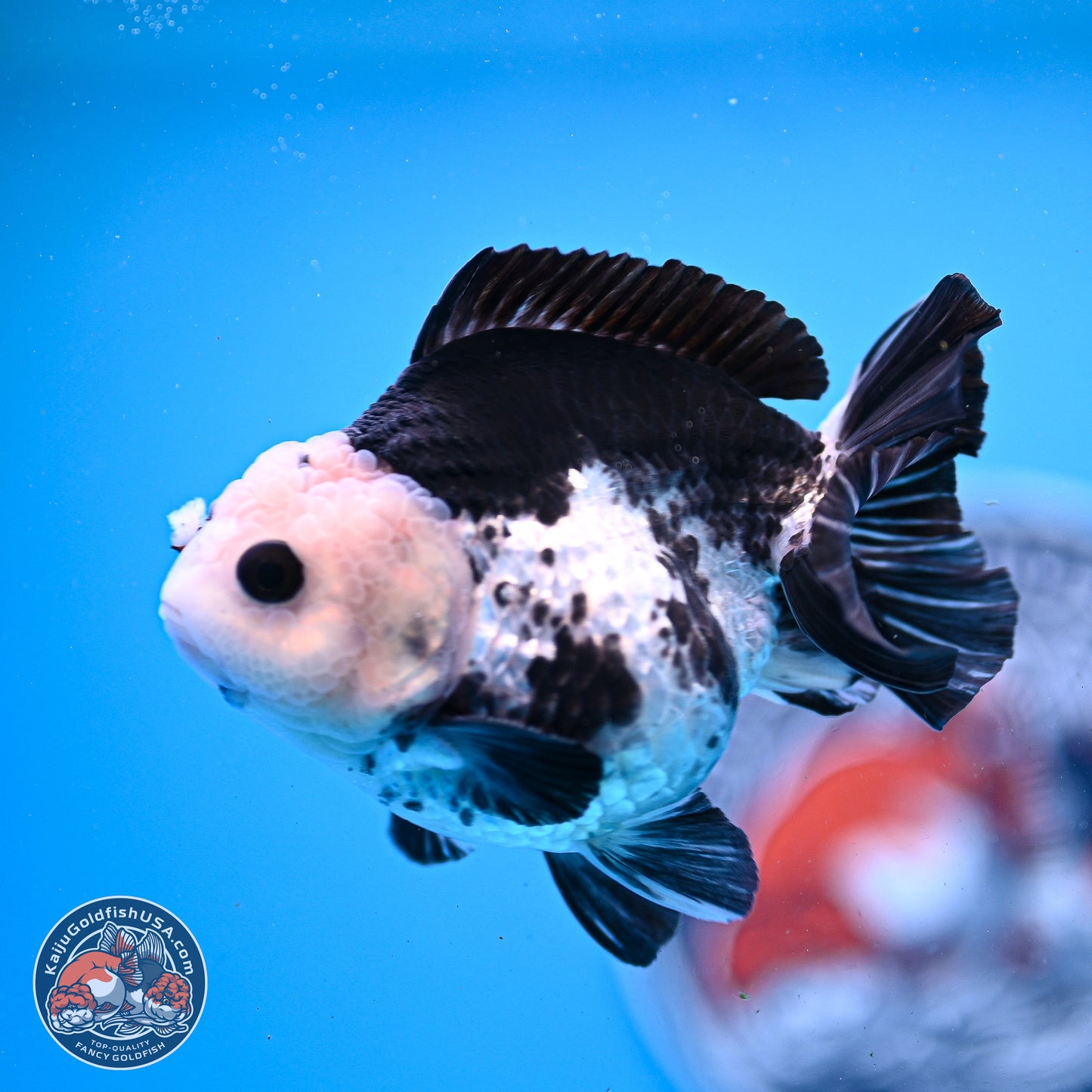 Panda YuanBao Oranda 3.5in Body (240830_OR06) - Kaiju Goldfish USA