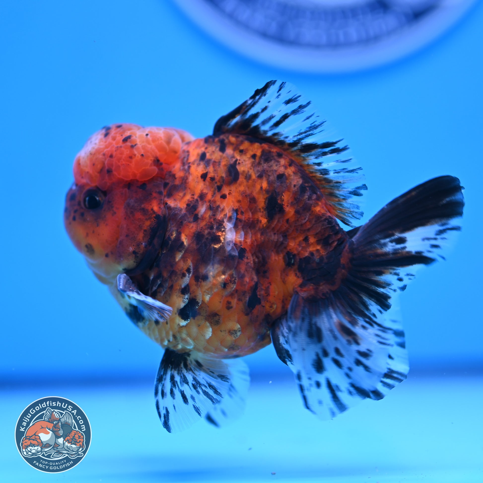 Shogun Tricolor Tiger Oranda 3.5in Body (240816_OR06) - Kaiju Goldfish USA