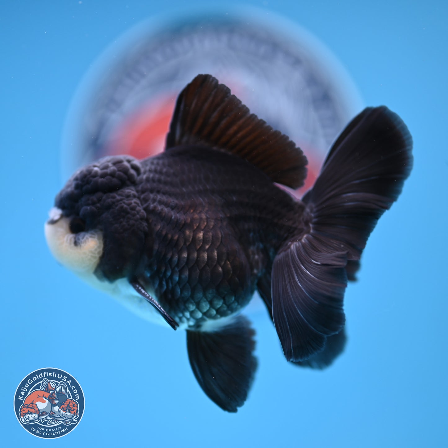 Panda Rose Tail Oranda 3.5in body (240809_OR06) - Kaiju Goldfish USA