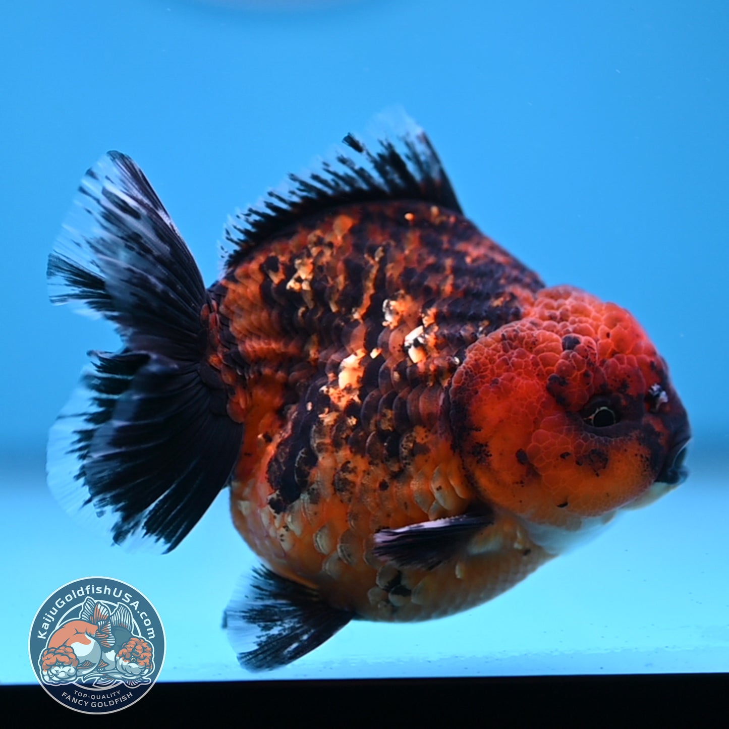 Shogun Tiger Oranda 3.5 inches Body (250606_OR06)