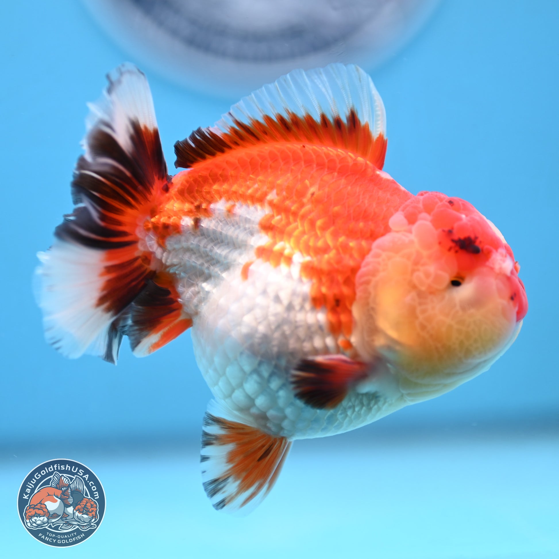 Tricolor YuanBao Oranda 3.75 inches Body - Male (250103_OR06) - Kaiju Goldfish USA