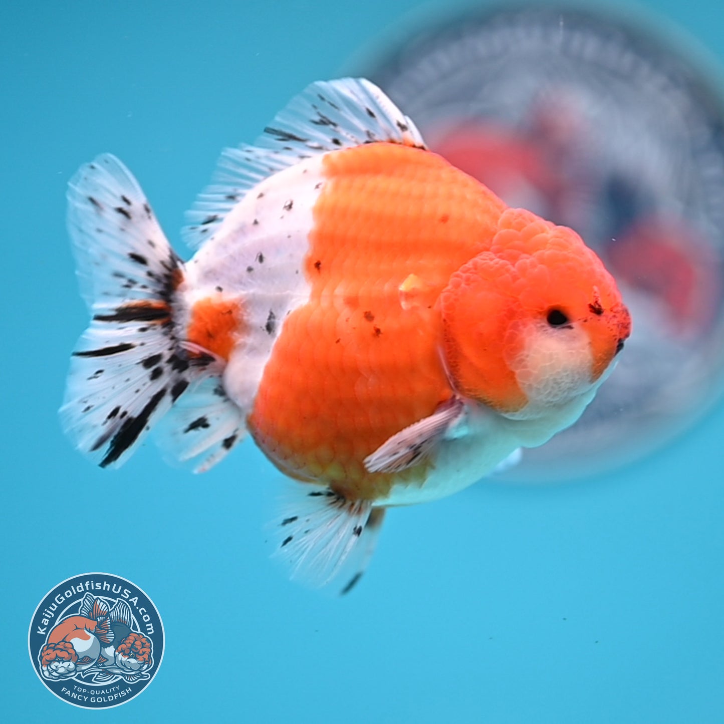 Shogun Tricolor Sakura Oranda 3.5 inches Body (250530_OR06)