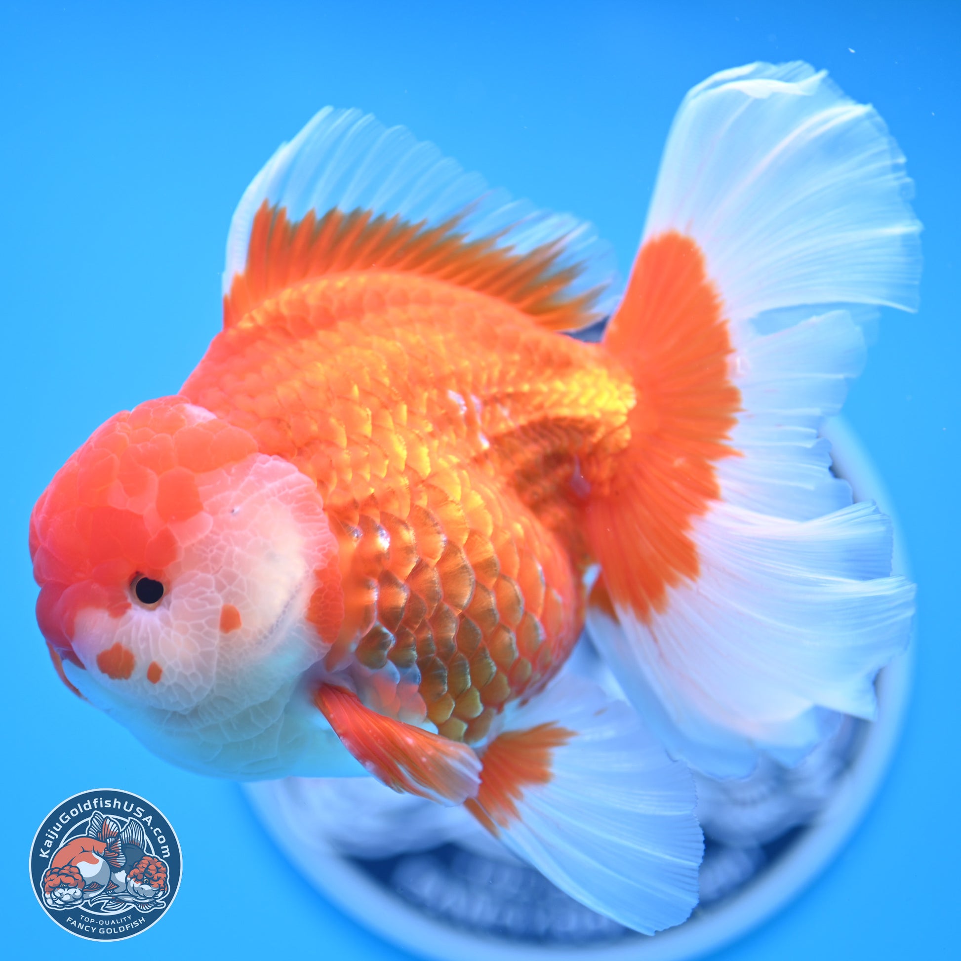 Red White Rose Tail Oranda 4-6.5 inches (240906_OR06) - Kaiju Goldfish USA