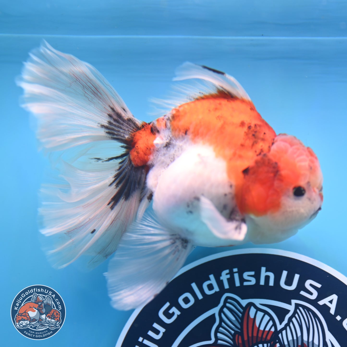 Tricolor Sakura Rose Tail Oranda 3.5in Body (240823_OR6) - Kaiju Goldfish USA