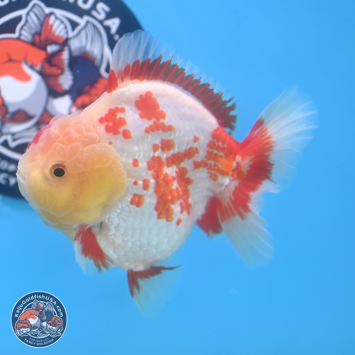 Polka Dot Red White YuanBao Oranda 3.5 inches Body - Male (250214_OR06)
