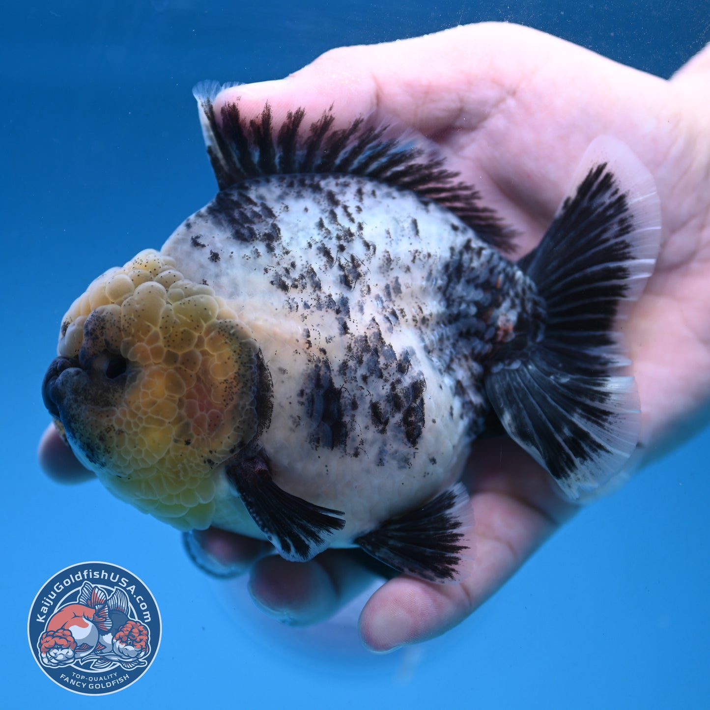 White Tiger Oranda 4 inch Body (250926_OR06)