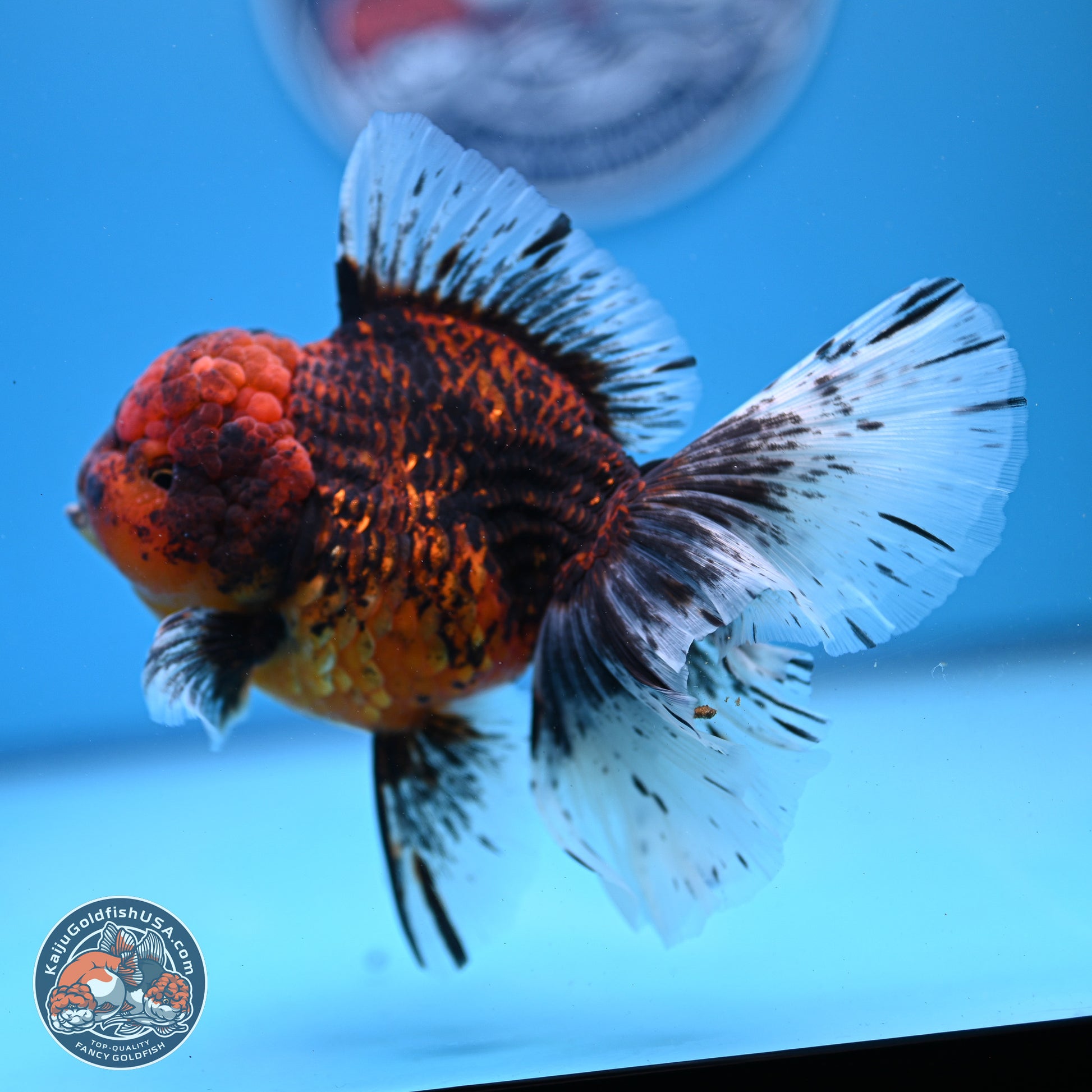 Red Kirin Rose Tail Oranda 4-6 inches (240920_OR06) - Kaiju Goldfish USA