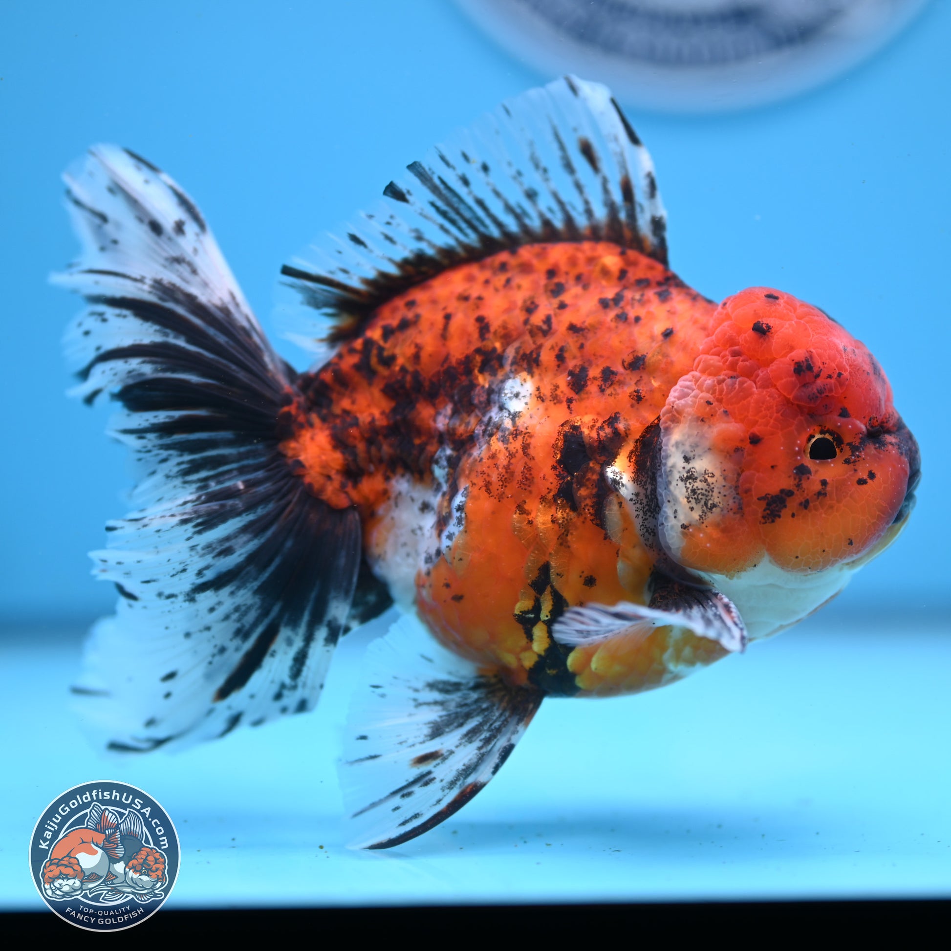 Tricolor Tiger Rose Tail Oranda 6 inches - Male (241122_OR06) - Kaiju Goldfish USA