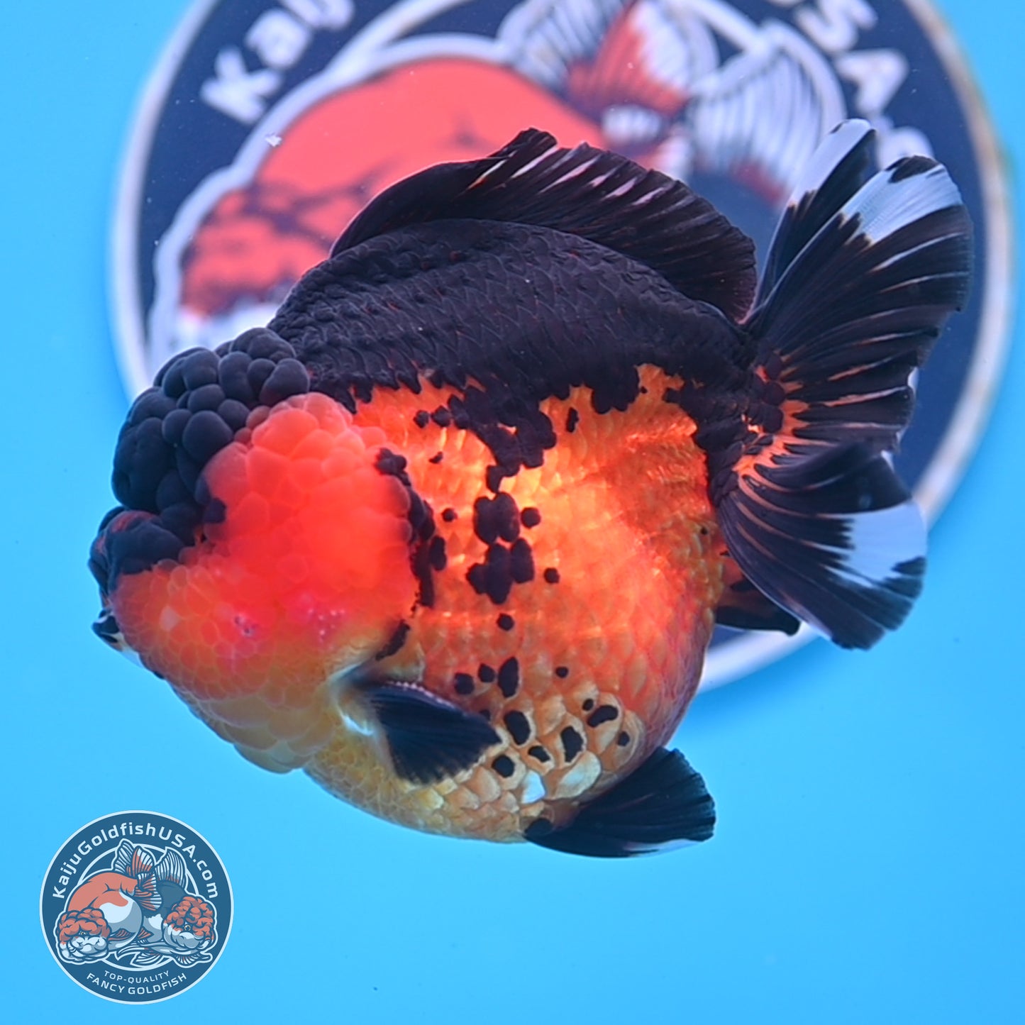 Oranda inch Body (250812_OR03)