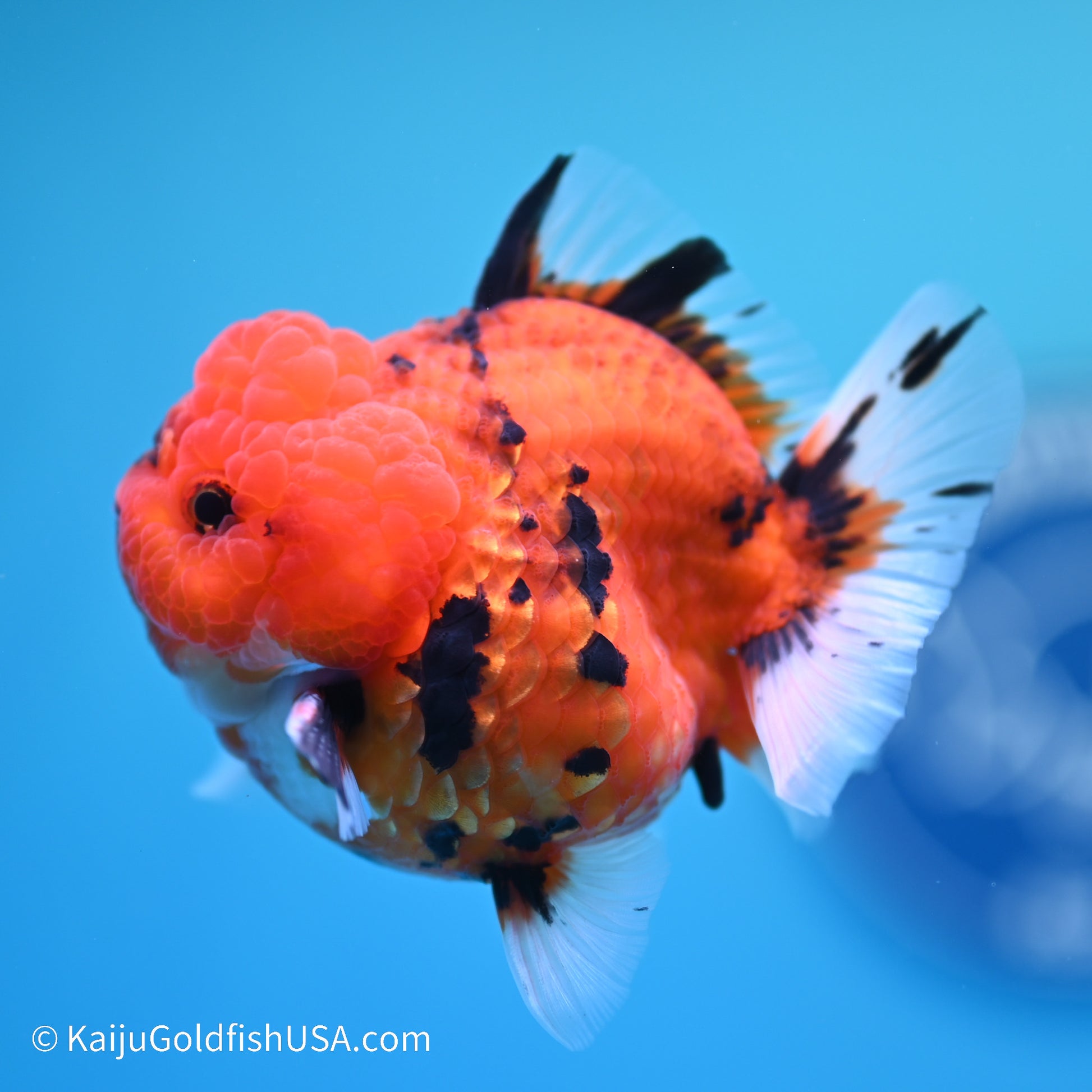 Tiger YuanBao Oranda 3 inches (240517_OR06) - Kaiju Goldfish USA