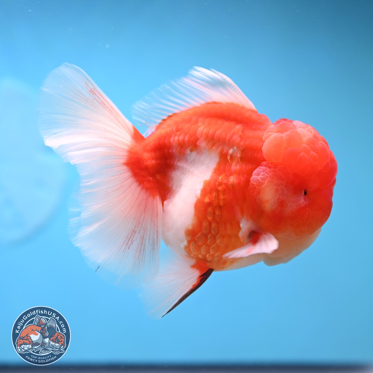 Sakura Rose Tail Oranda 3.75 inches Body - Male (250207_OR06)