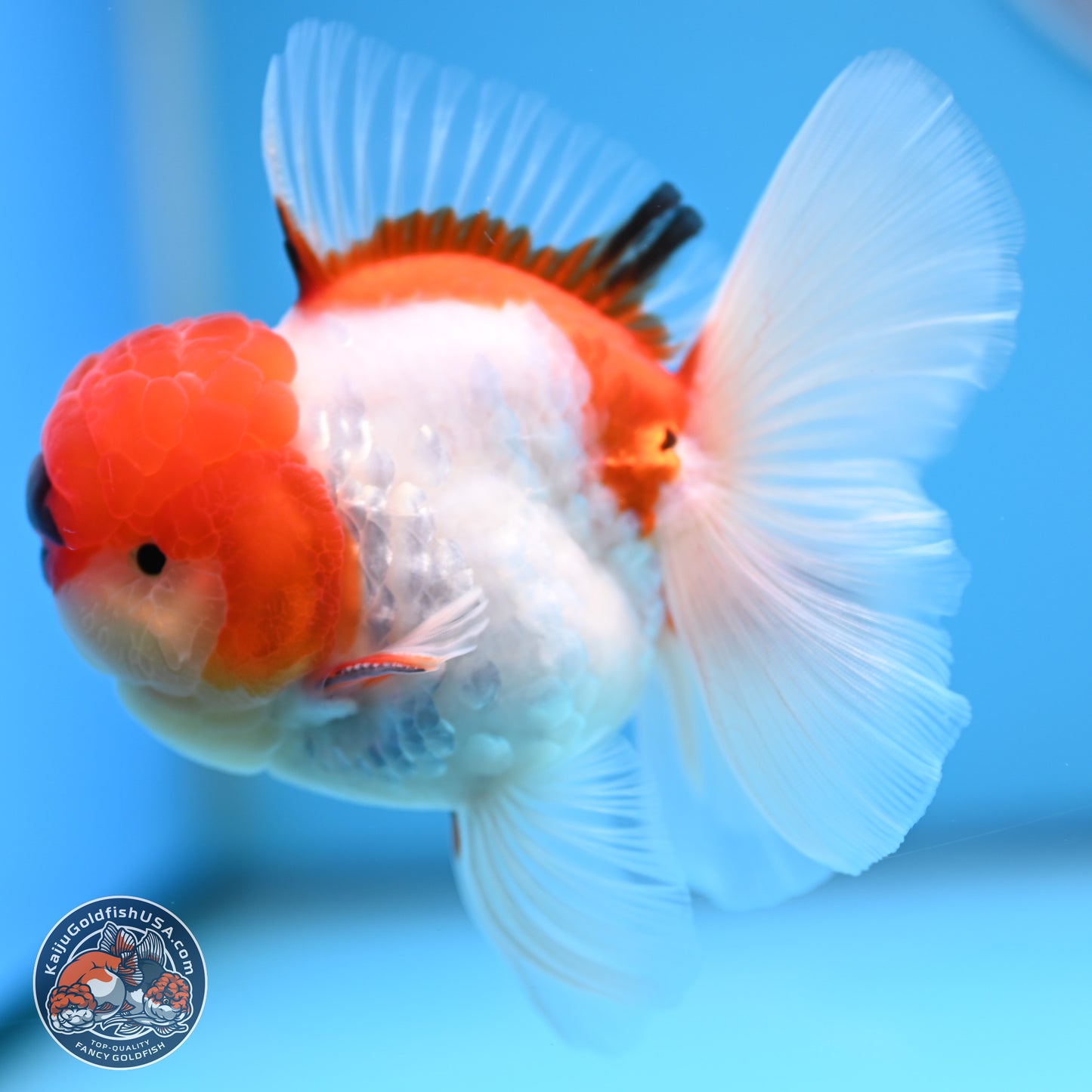 Tricolor Sakura Rose Tail Oranda 3 inches Body - Male (250314_OR06)