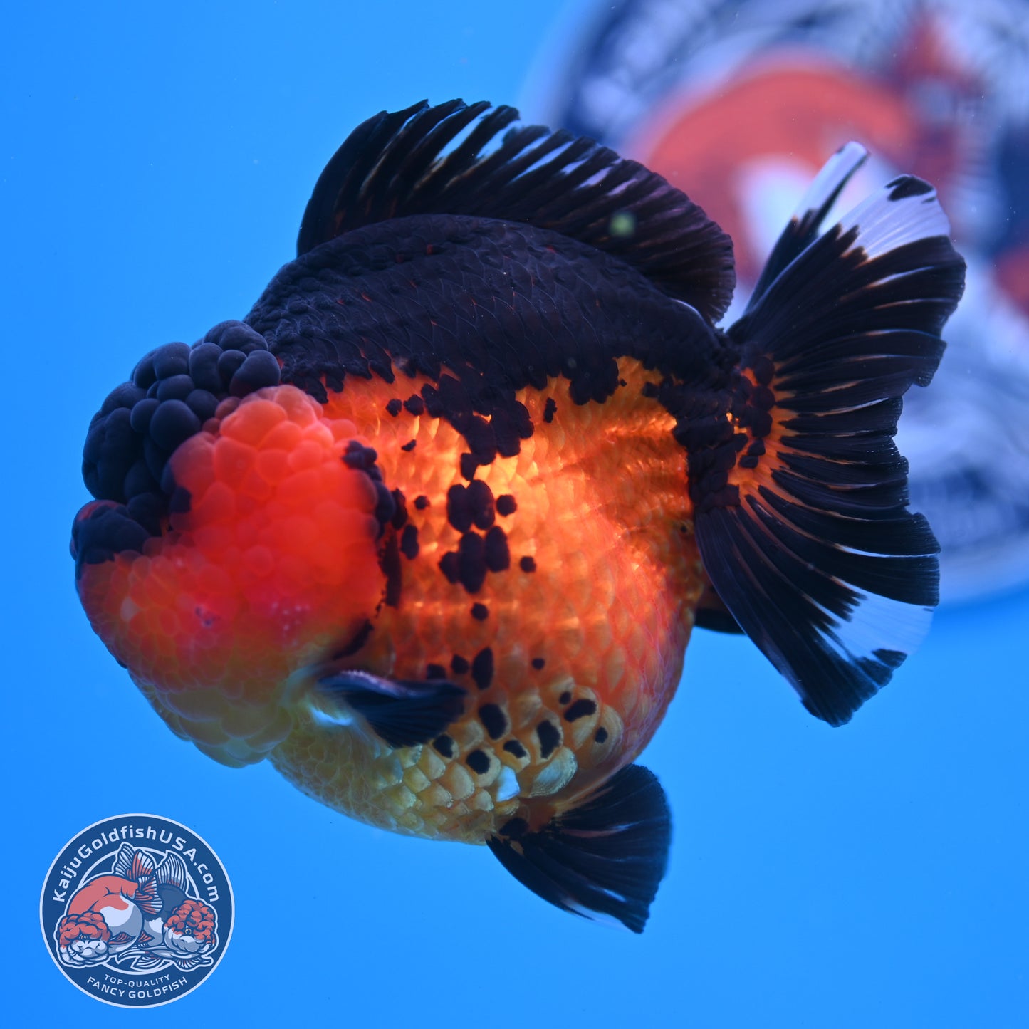 Oranda inch Body (250812_OR03)