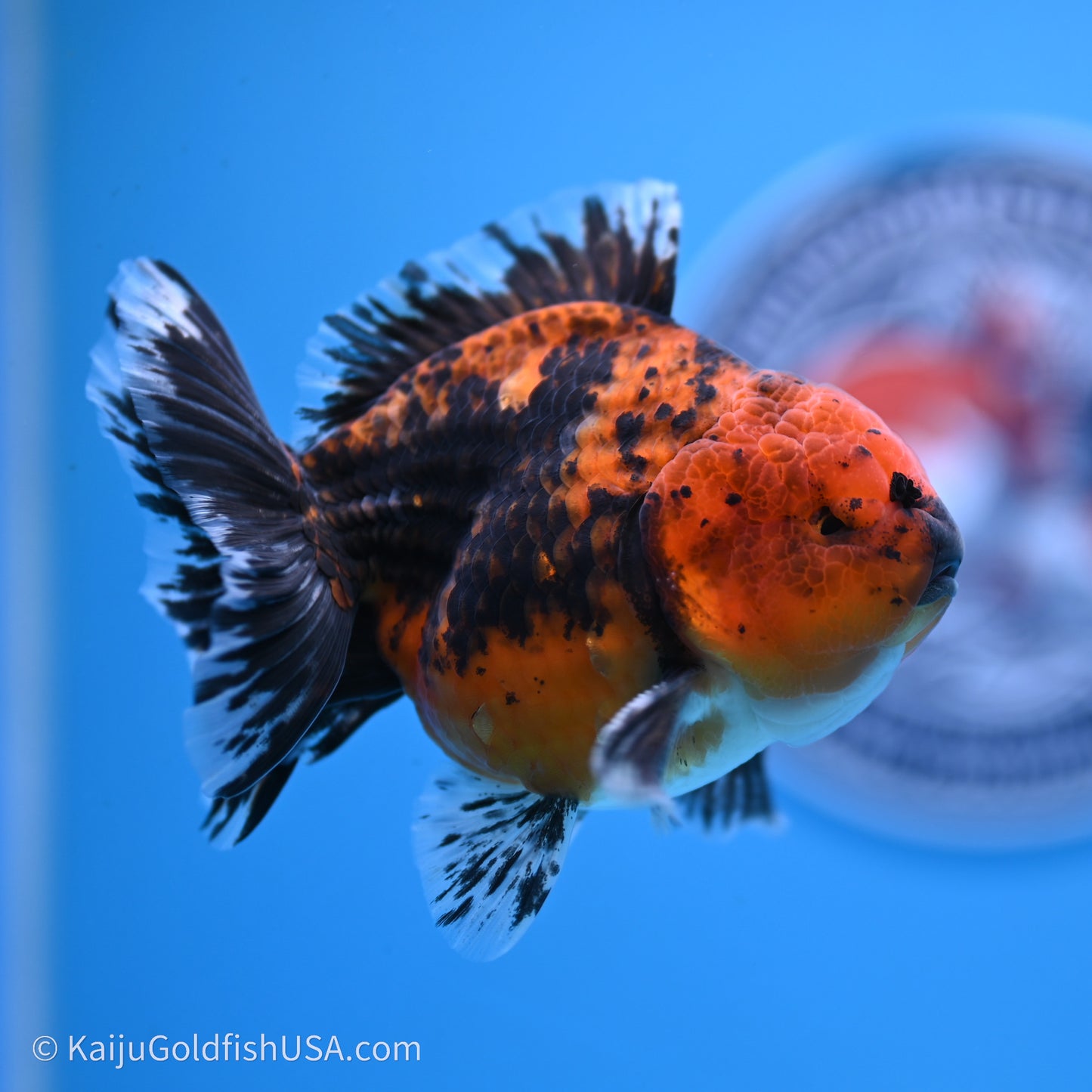 Shogun Godzilla Red Kirin Oranda 3.5in Body (240719_OR06) - Kaiju Goldfish USA