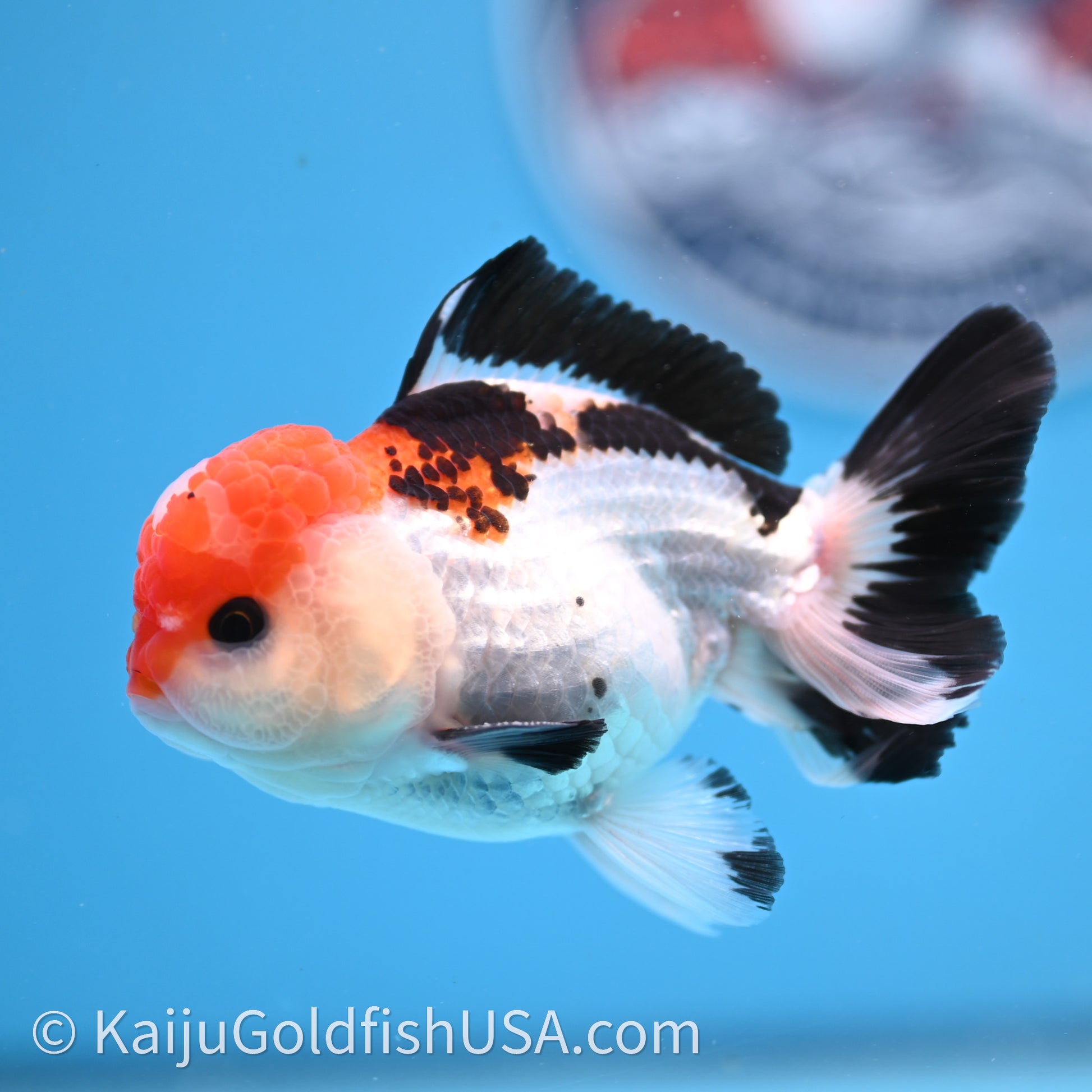 Tricolor Oranda 3in body (240726_OR06) - Kaiju Goldfish USA