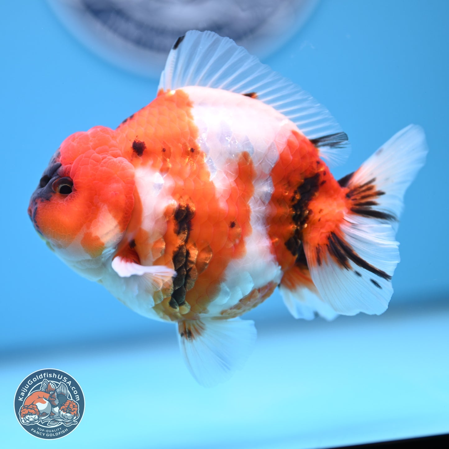 Tricolor Sakura YuanBao Oranda 3.75 inches Body - Male (241227_OR06) - Kaiju Goldfish USA