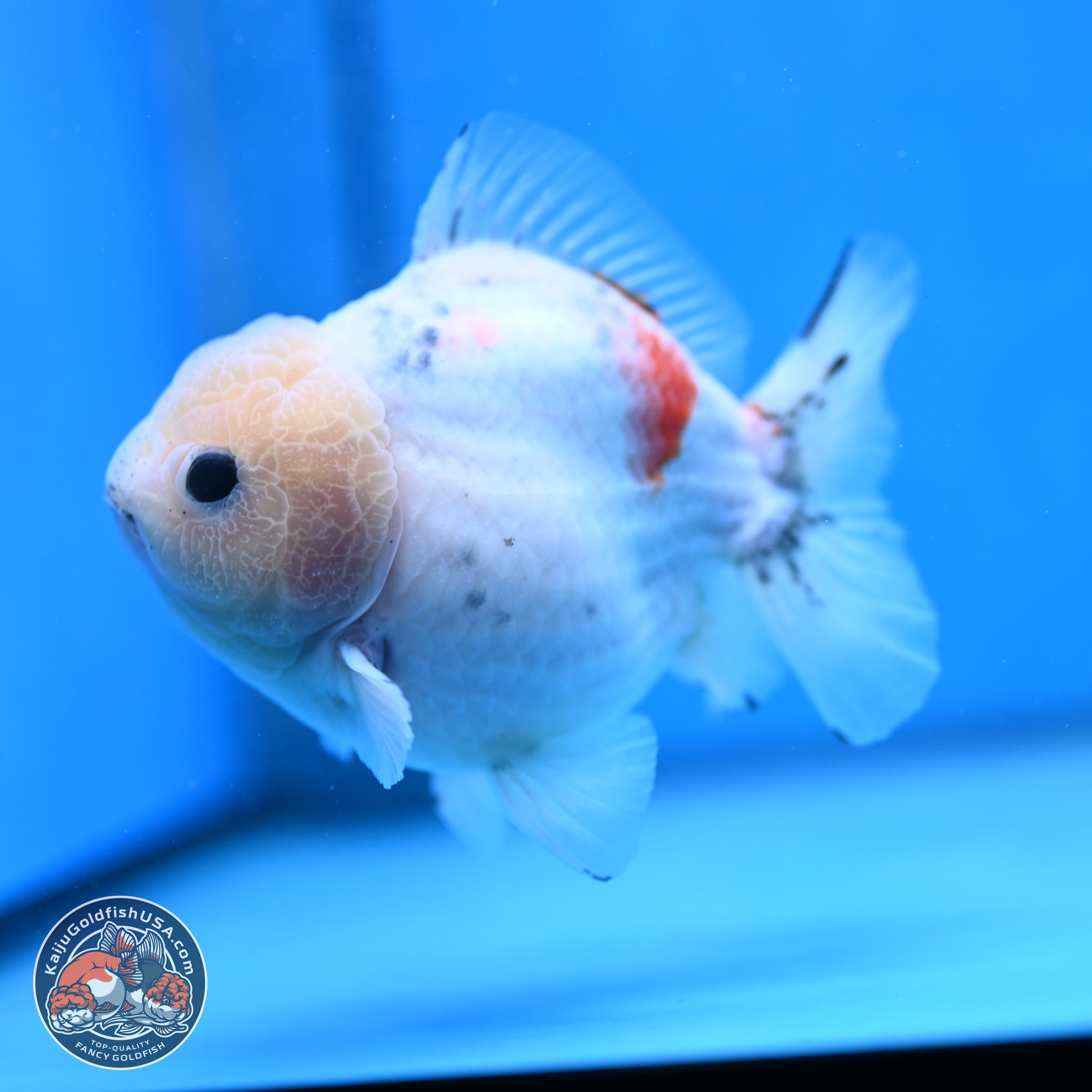 Calico YuanBao Oranda 5 inches - Male (241115_OR06) - Kaiju Goldfish USA