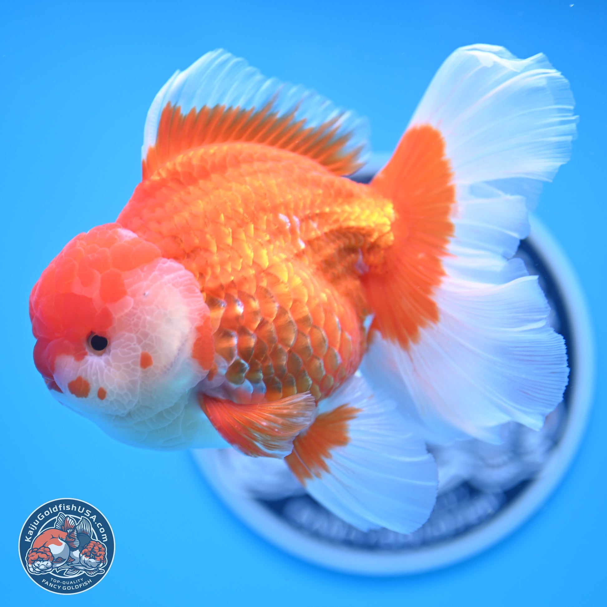 Red White Rose Tail Oranda 4-6.5 inches (240906_OR06) - Kaiju Goldfish USA