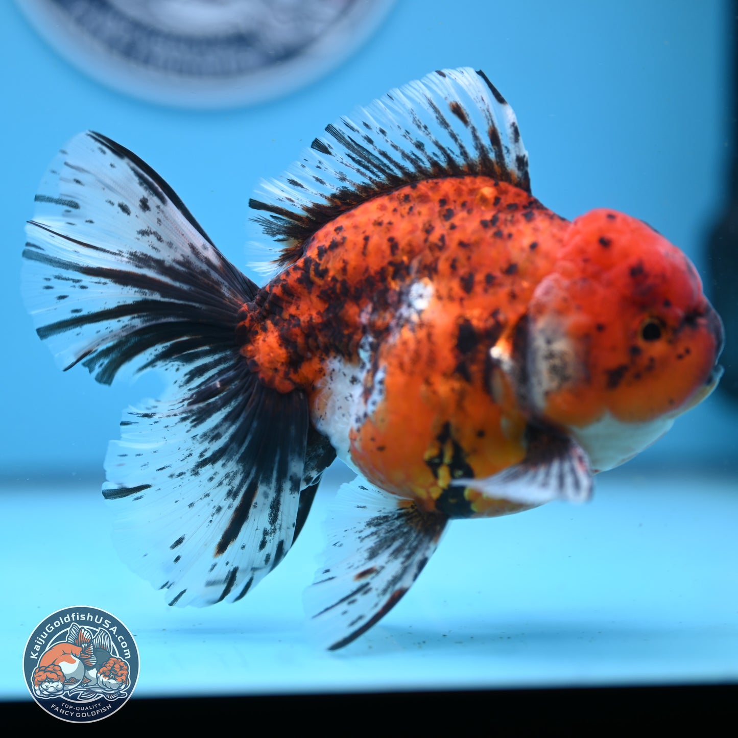 Tricolor Tiger Rose Tail Oranda 6 inches - Male (241122_OR06) - Kaiju Goldfish USA