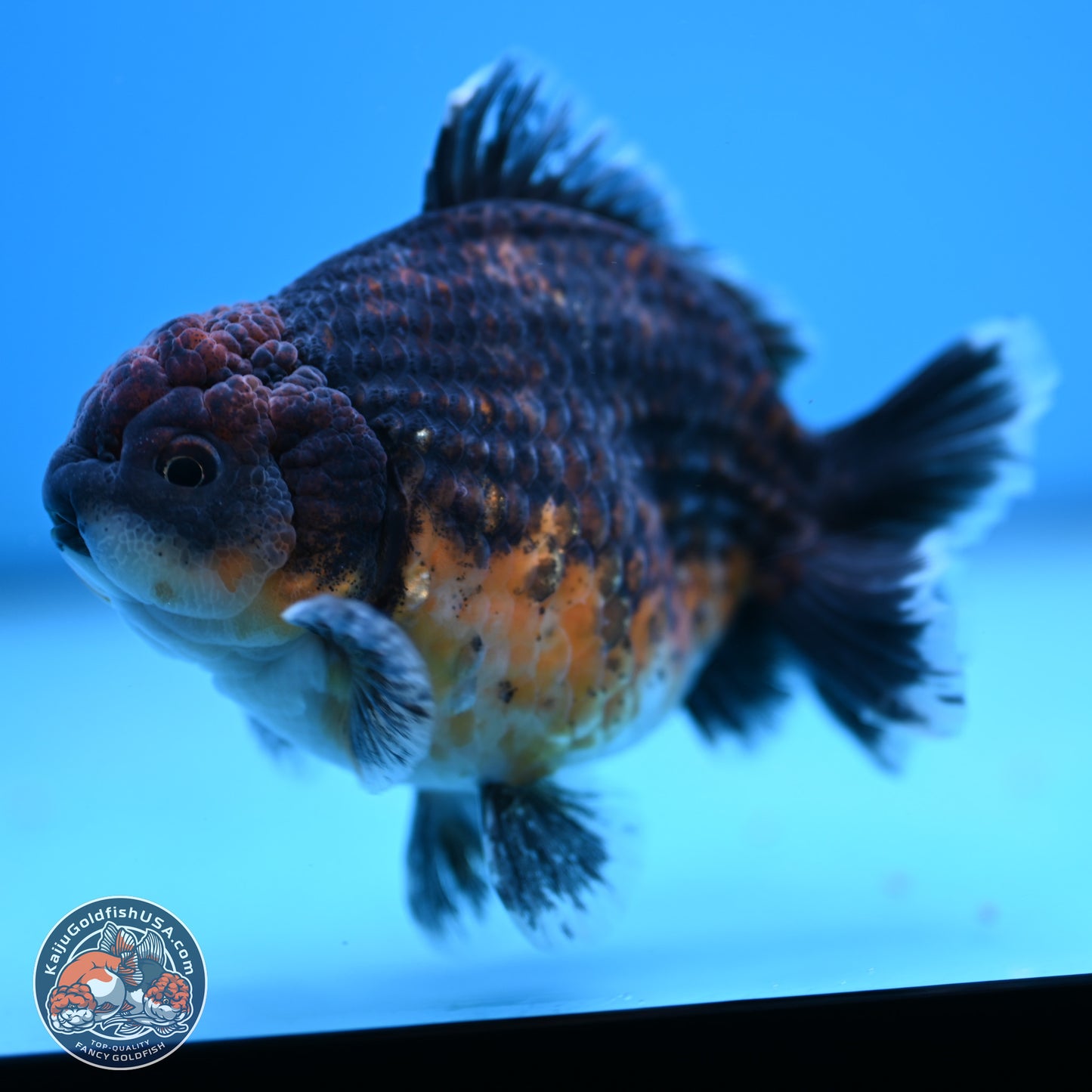 Shogun Kirin Oranda 4-4.5 inches (241004_OR06) - Kaiju Goldfish USA