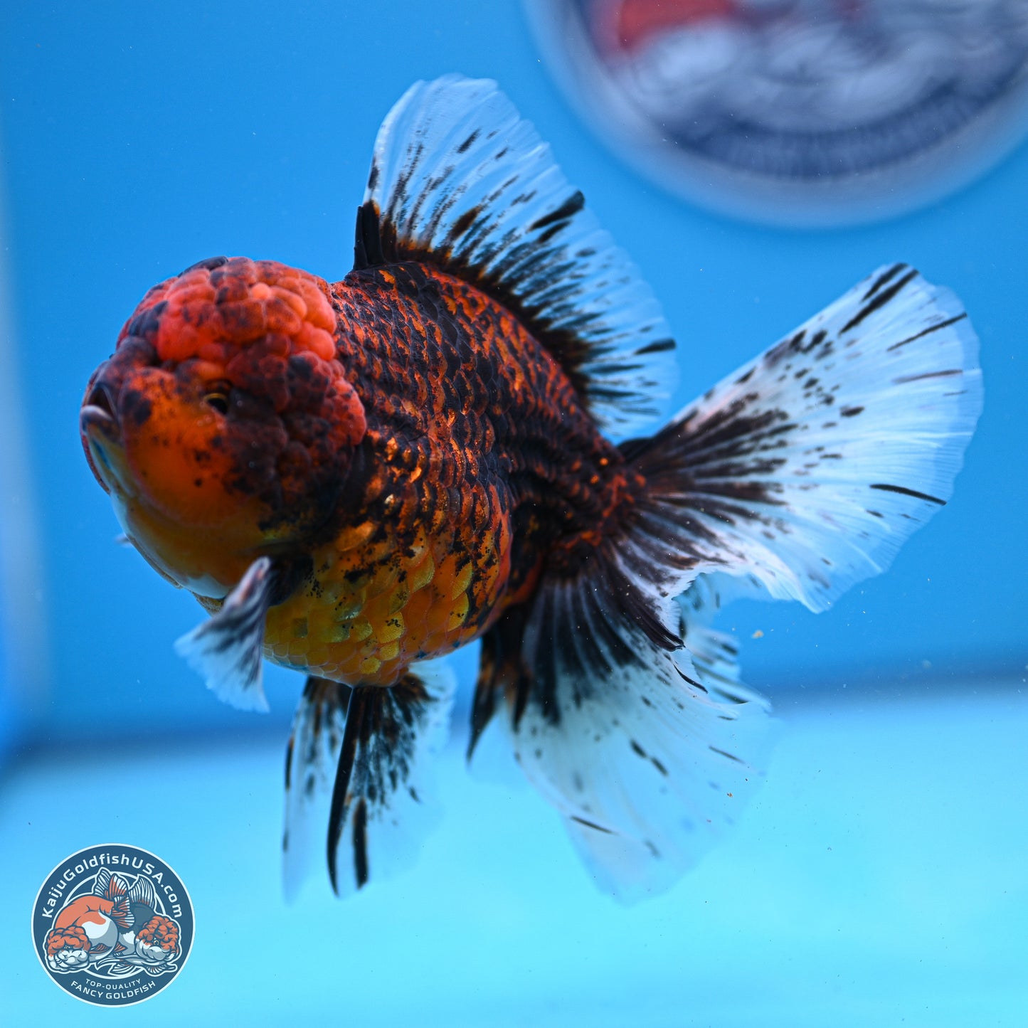 Red Kirin Rose Tail Oranda 4-6 inches (240920_OR06) - Kaiju Goldfish USA