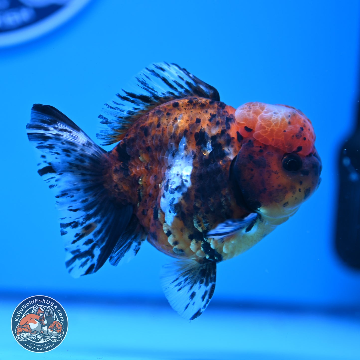 Shogun Tricolor Tiger Oranda 3.5in Body (240816_OR06) - Kaiju Goldfish USA