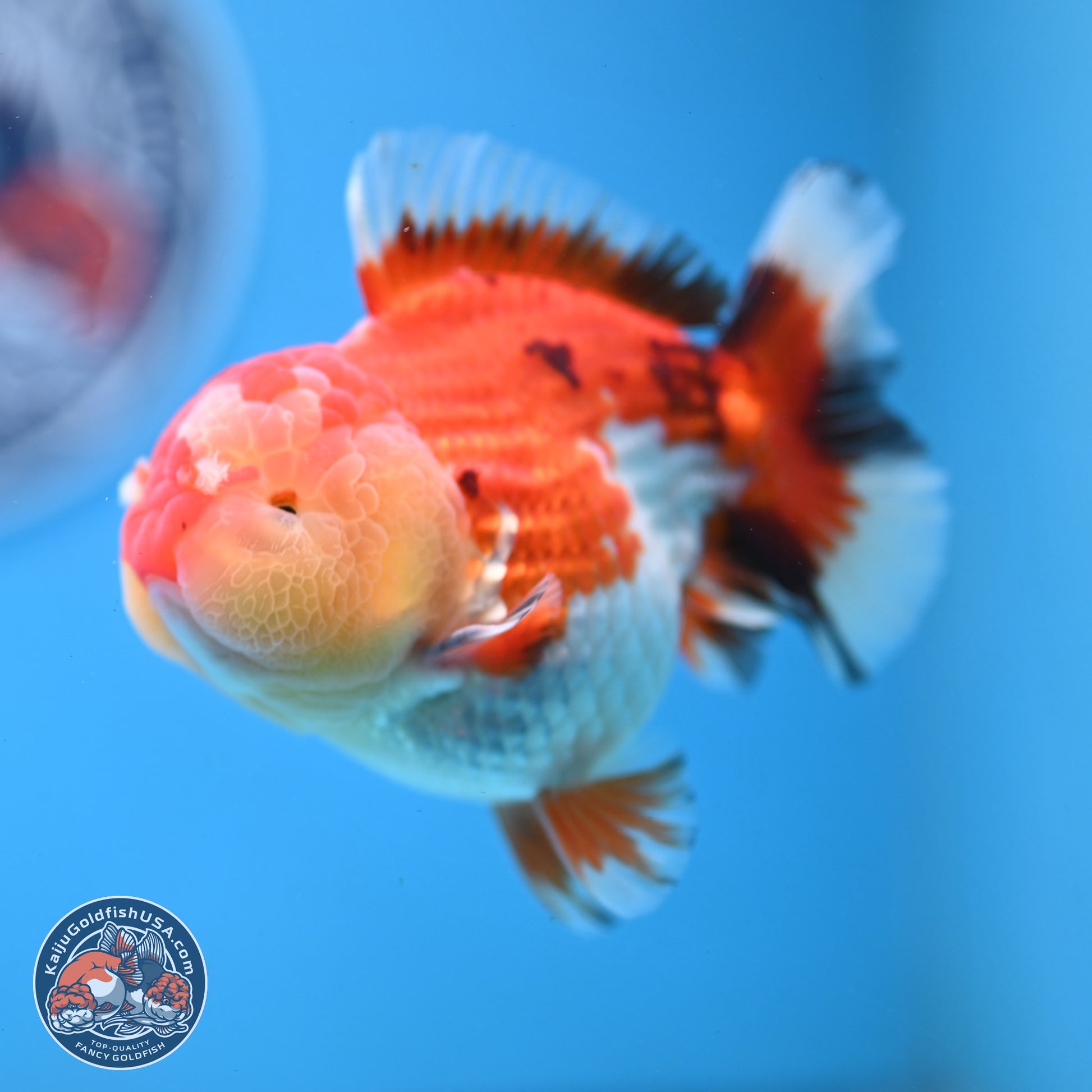 Tricolor YuanBao Oranda 3.75 inches Body - Male (250103_OR06) - Kaiju Goldfish USA